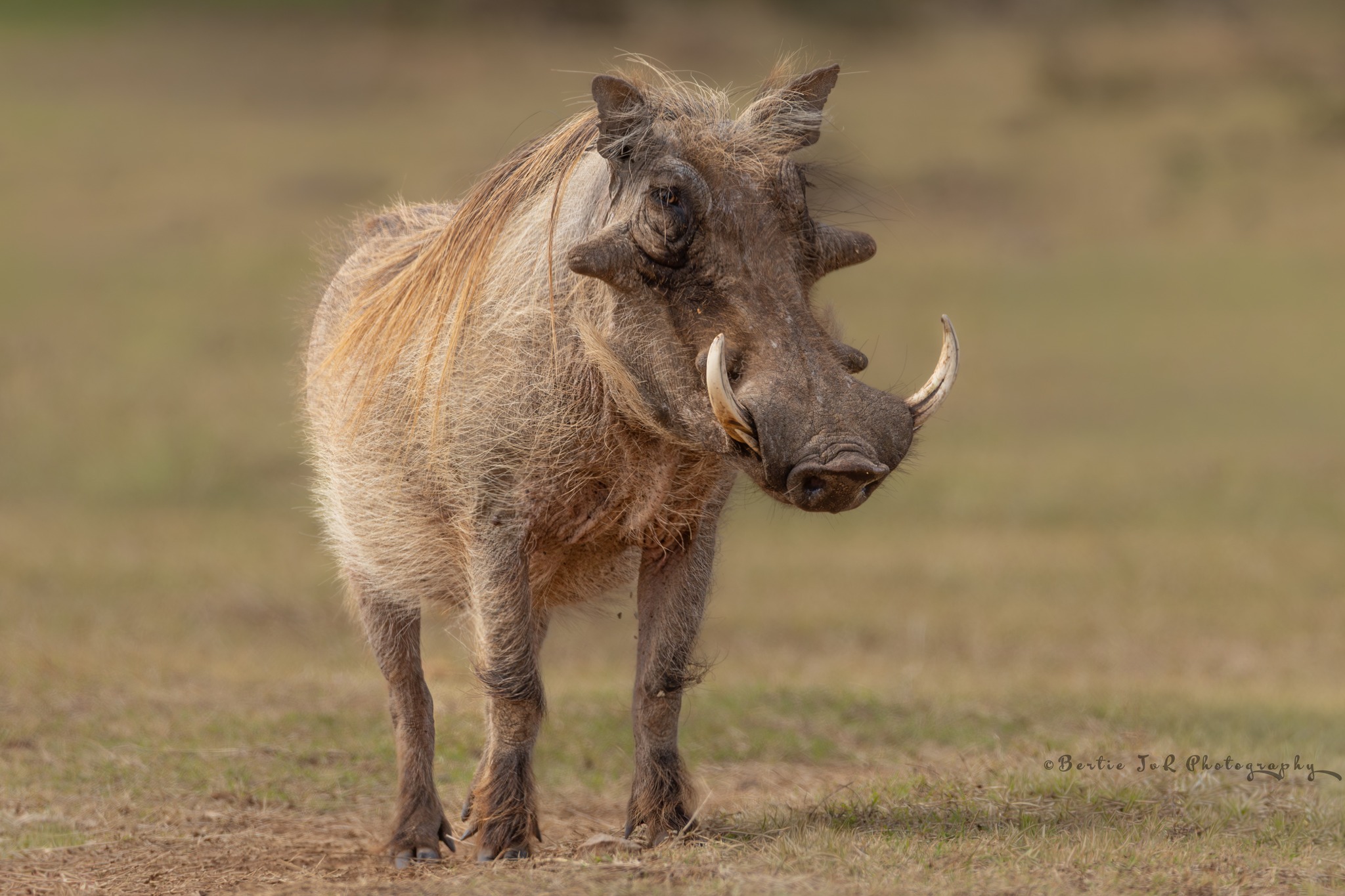 Bertie - A male Warthog. Image taken at SANParks - Addo Elephant ...