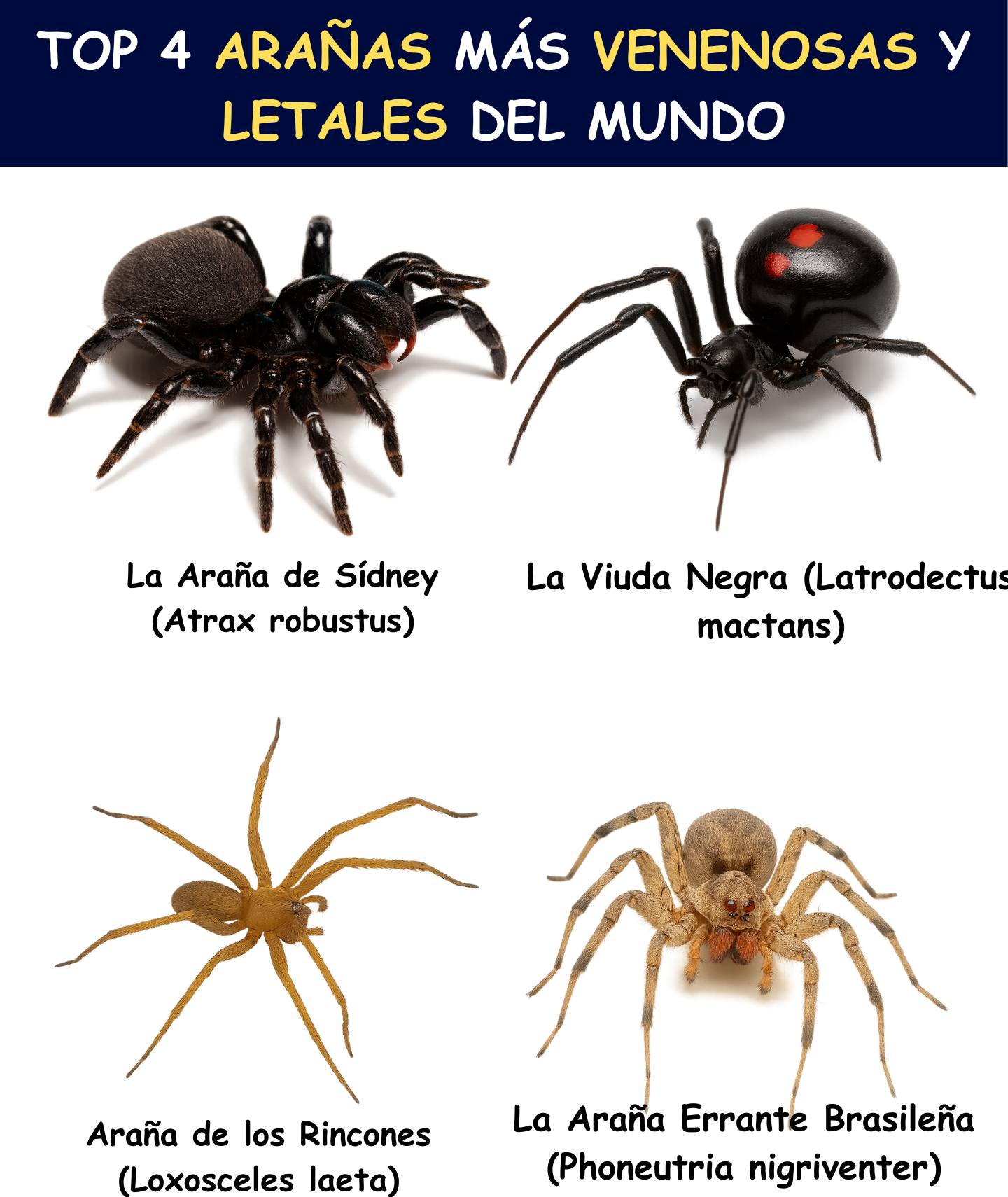 KeenBios - 🕷️⚠️ Top 4 Arañas Más Venenosas y Letales del... | Facebook