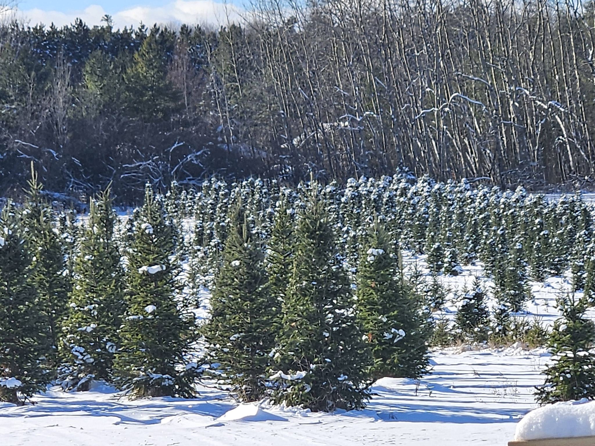 Stewart's Christmas Trees | Arnprior ON