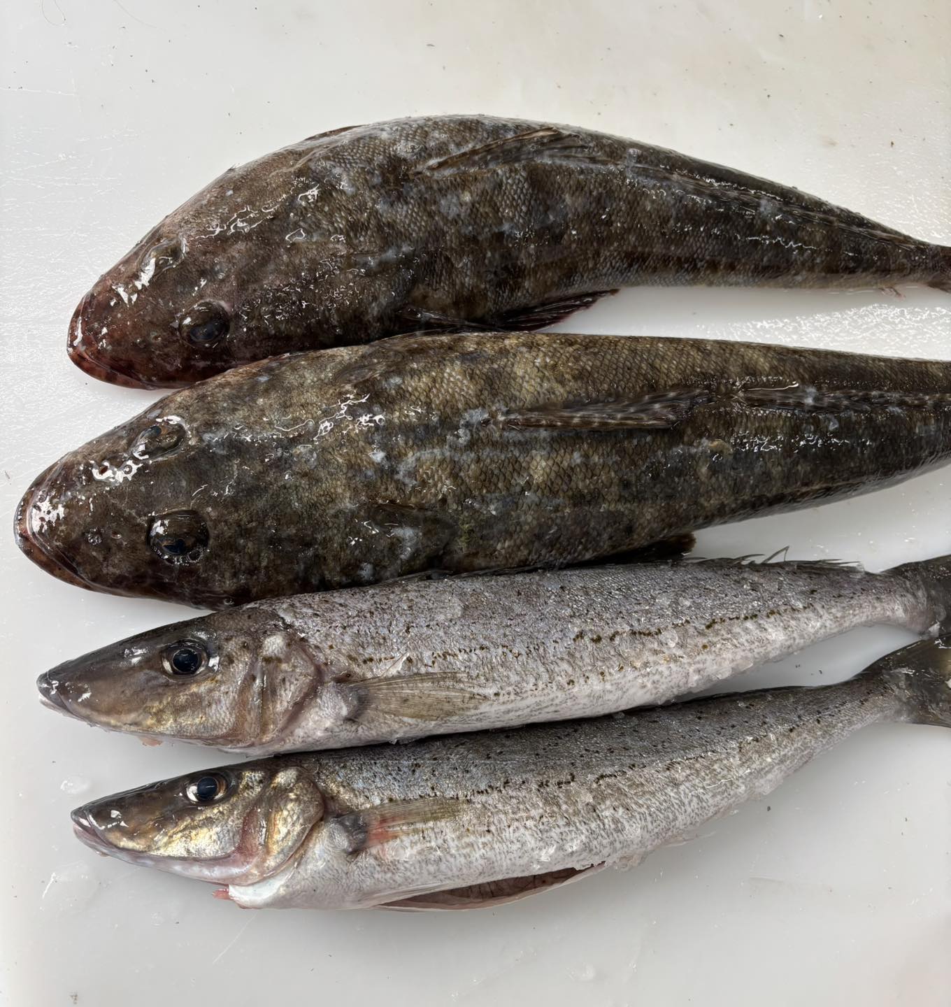 🚨 🐠 🚨 🐠 🚨 🐠 🚨 🐠 🚨 🐠 🚨 🐠 🚨 Fresh in... - Hammond Seafoods | Facebook