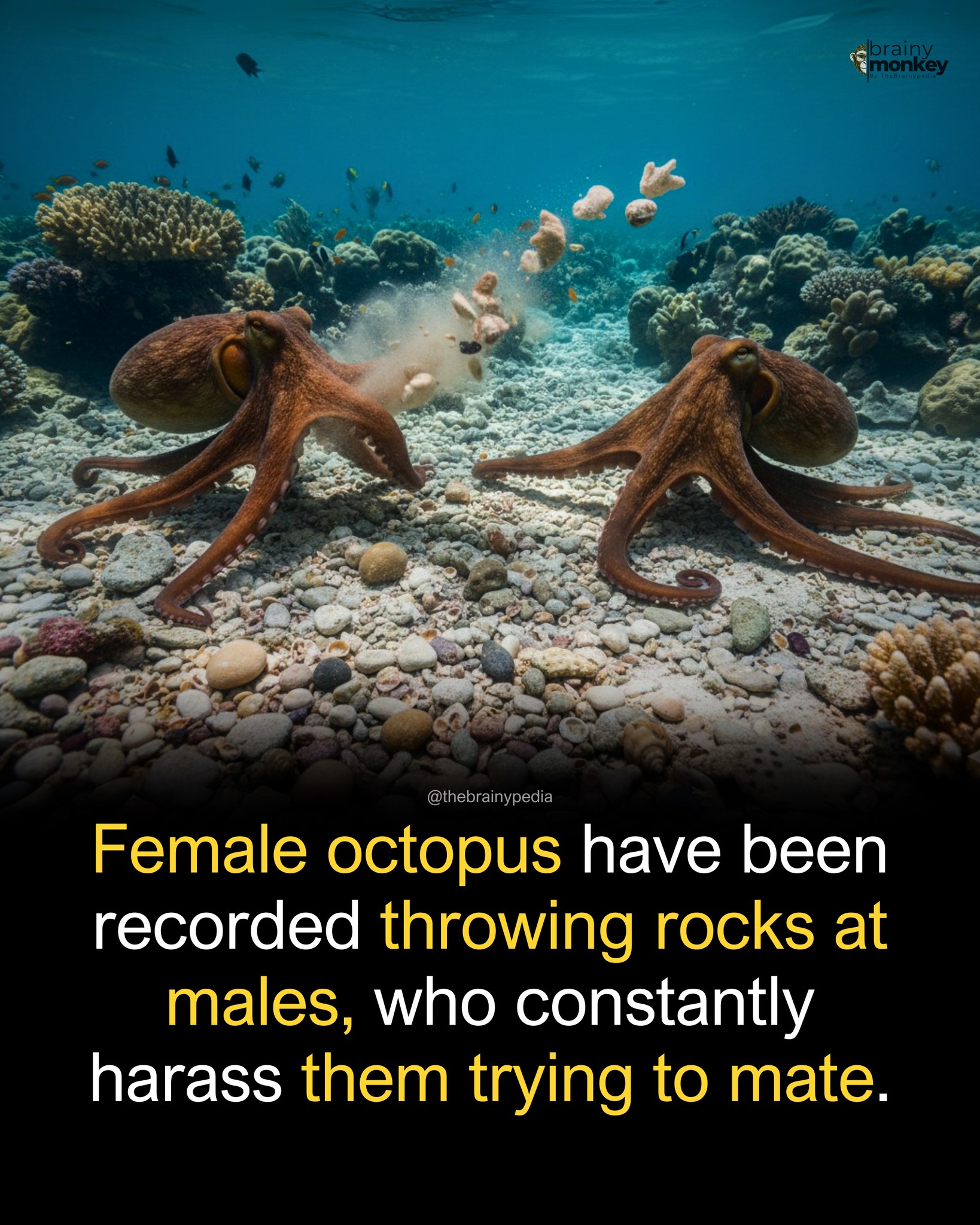 Brainy - Researchers filmed wild octopuses in Jervis Bay, Australia ...