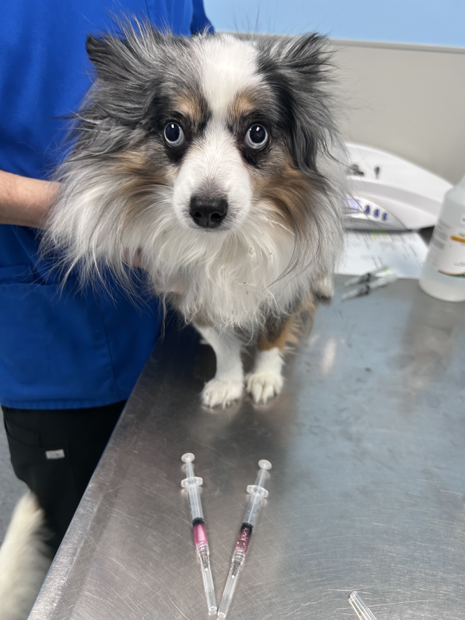 Stransky - 💓 Pip was a little nervous at first but did amazing during ...