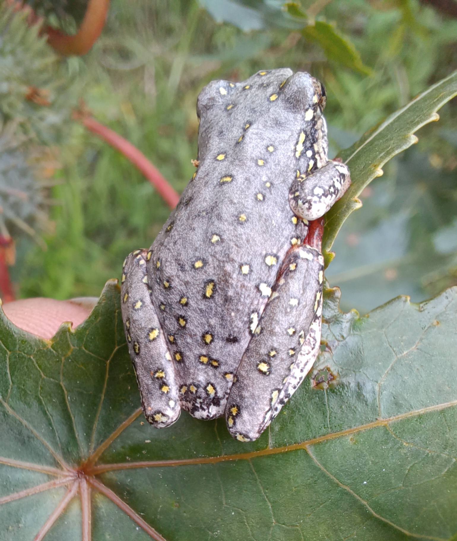 Field Herpetology | Spotted Painted Reed Frog 😍 Hyperolius marmoratus ...