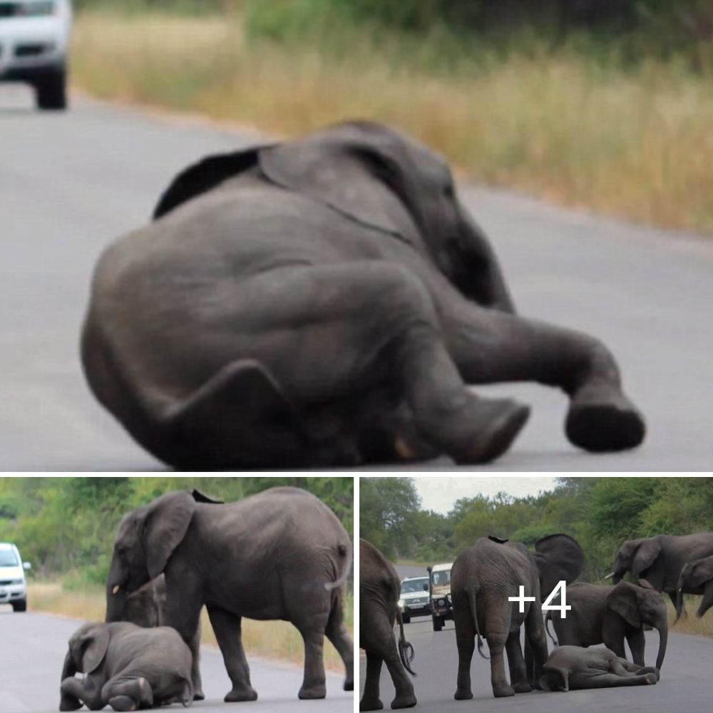 Naturaleza - 😱🐘 ¡DRAMA EN LA SELVA! Bebé Elefante Cae al Suelo… y su ...