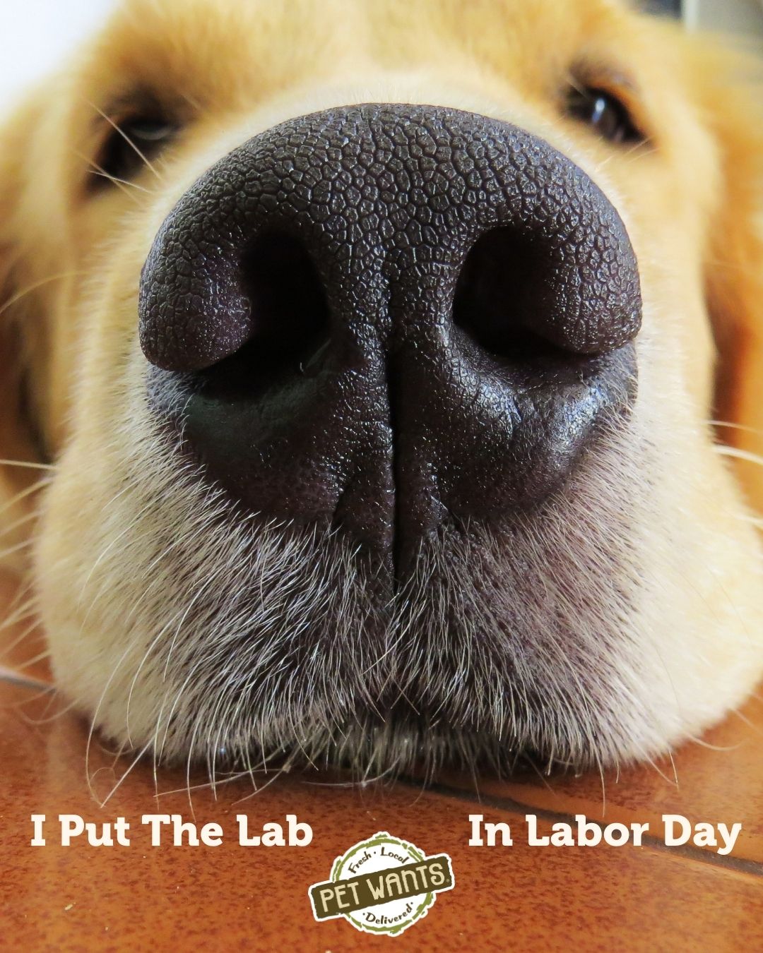🐾 Here’s to hard work,... - Pet Wants Miamisburg Franklin | Facebook