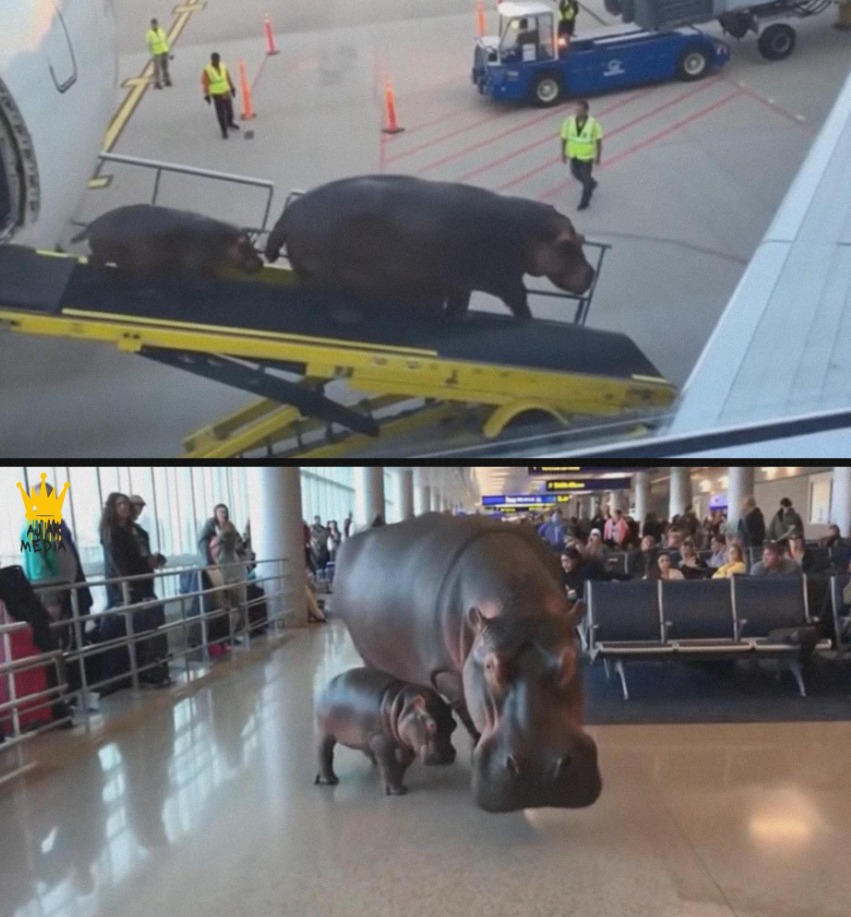 A HIPPO AND 11,000 KILOMETERS ACROSS THE PACIFIC Transporting a