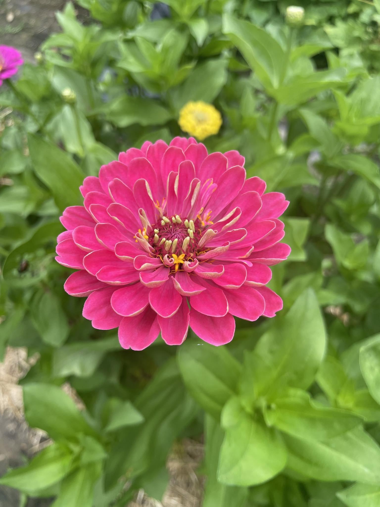 Just came from my garden. Look at this beauty. 🐝🦋🌺🌼