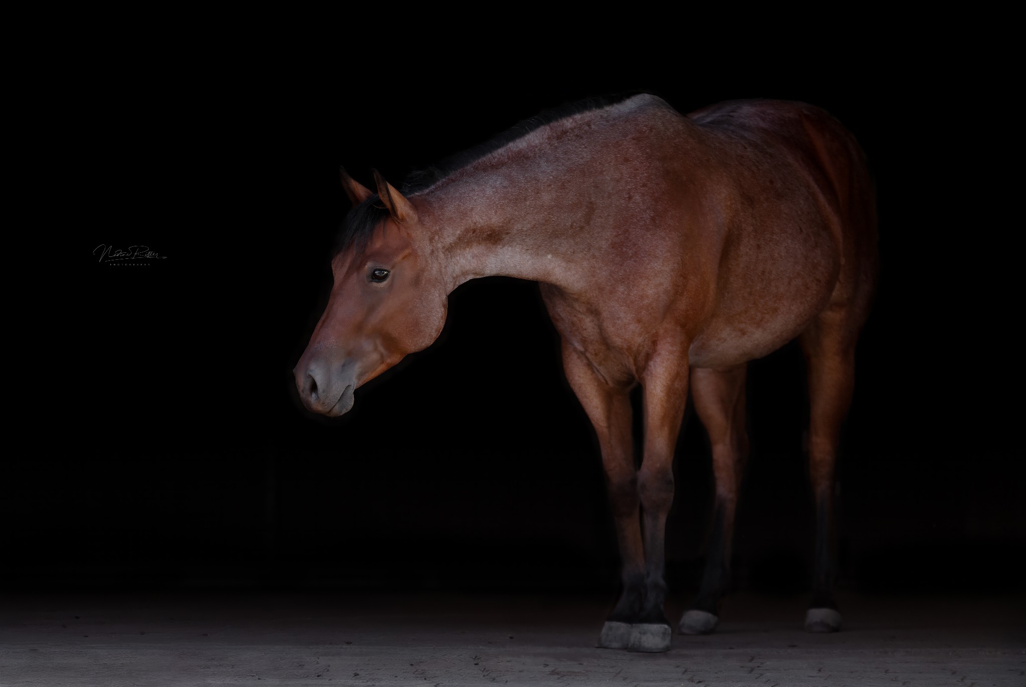Nadine Ritter Photography