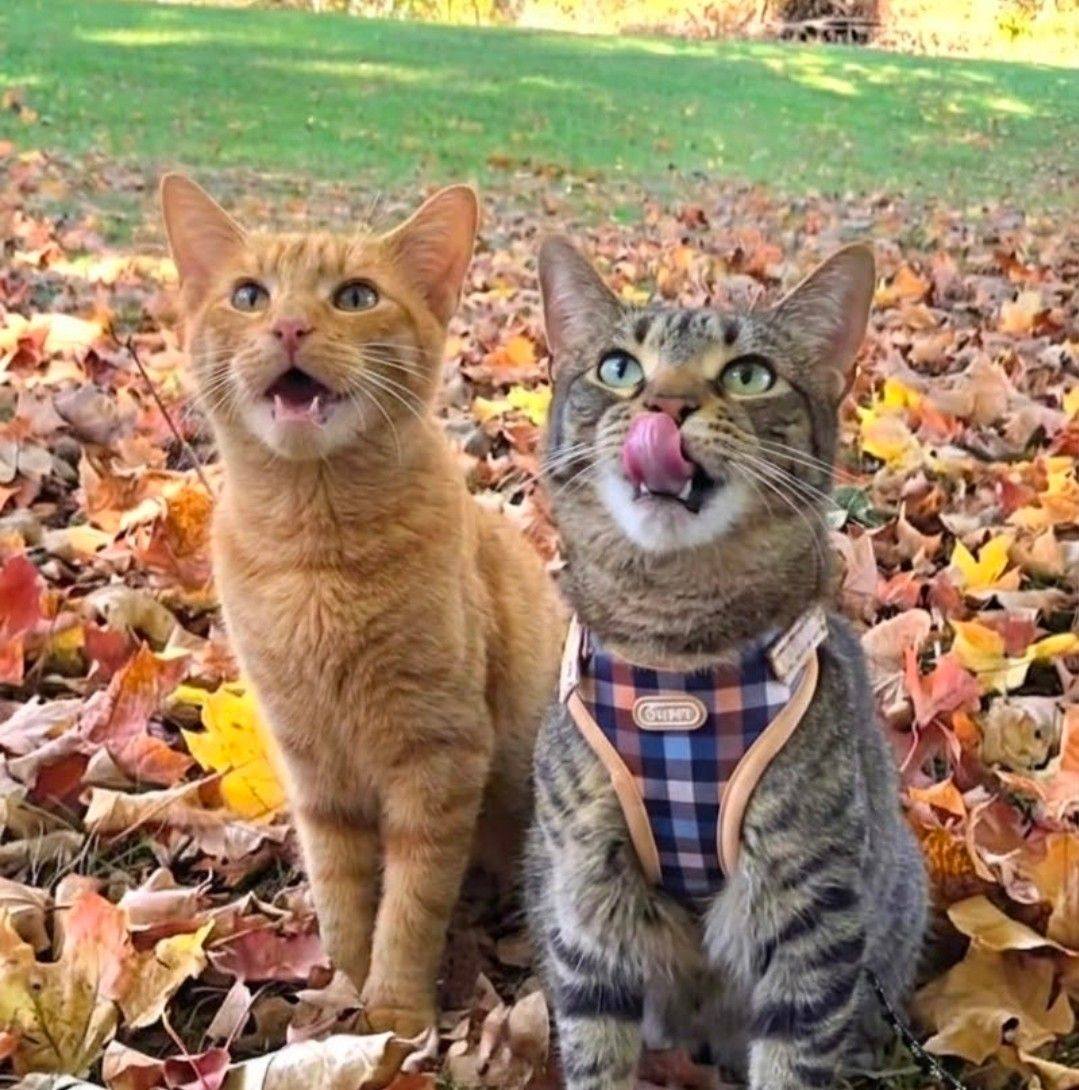 Good meowning and happy Friday... - The Traveling Pixie Girl | Facebook
