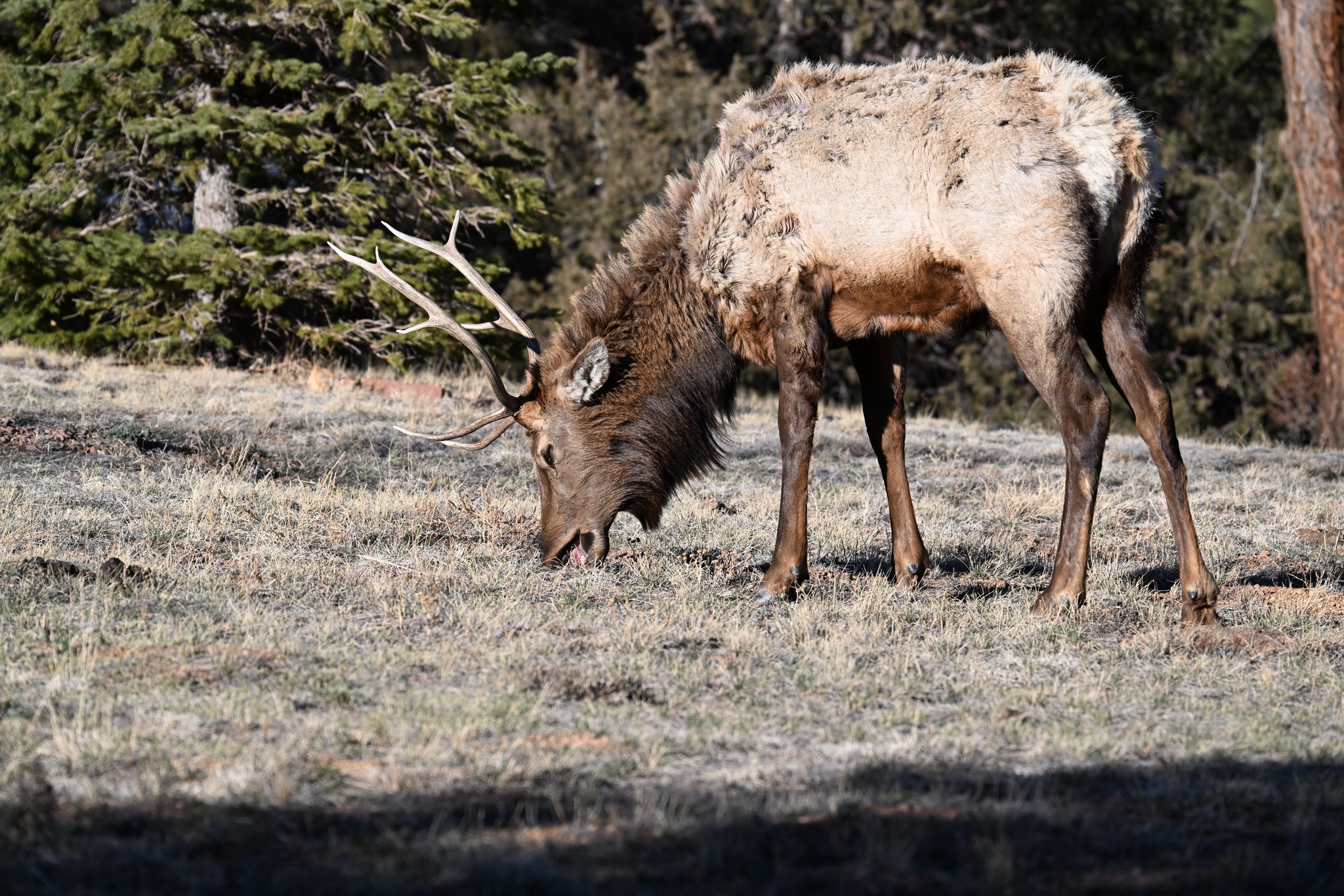 Hunters - The younger bulls antlers are still intact and the coats are ...