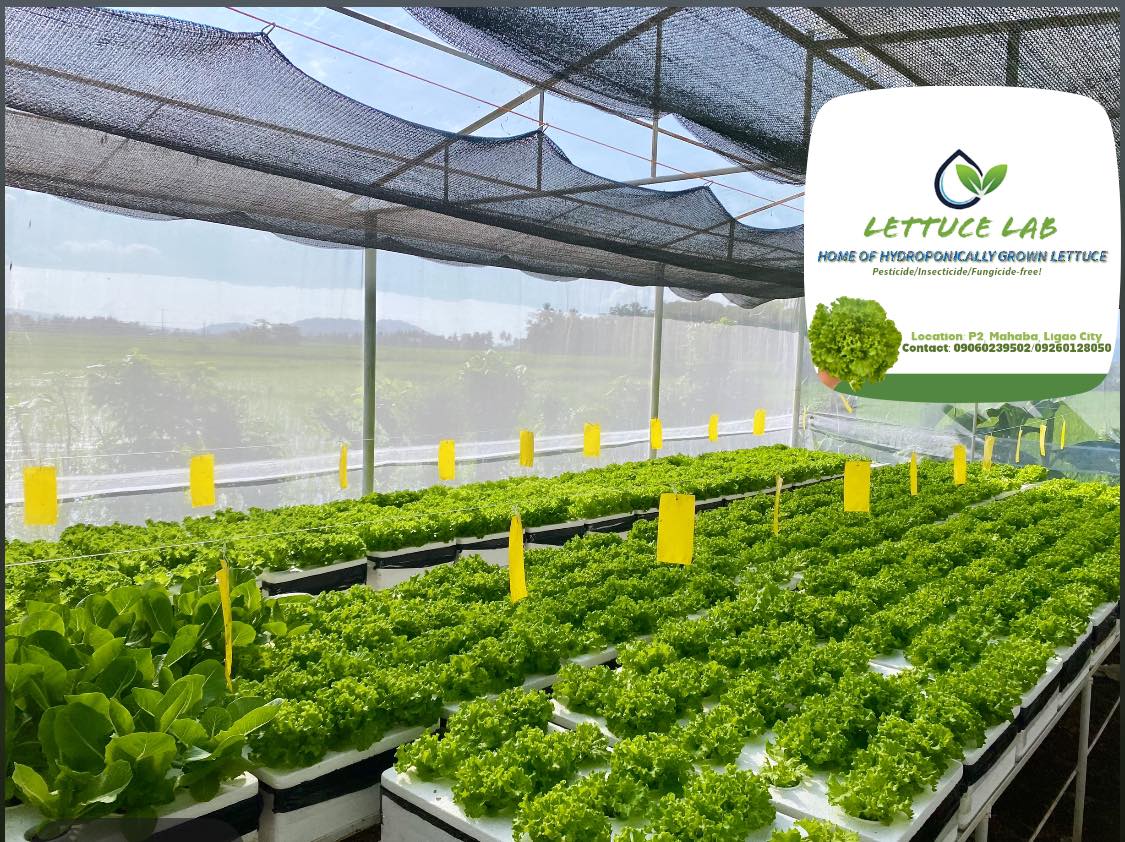 Lettuce Lab | Ligao