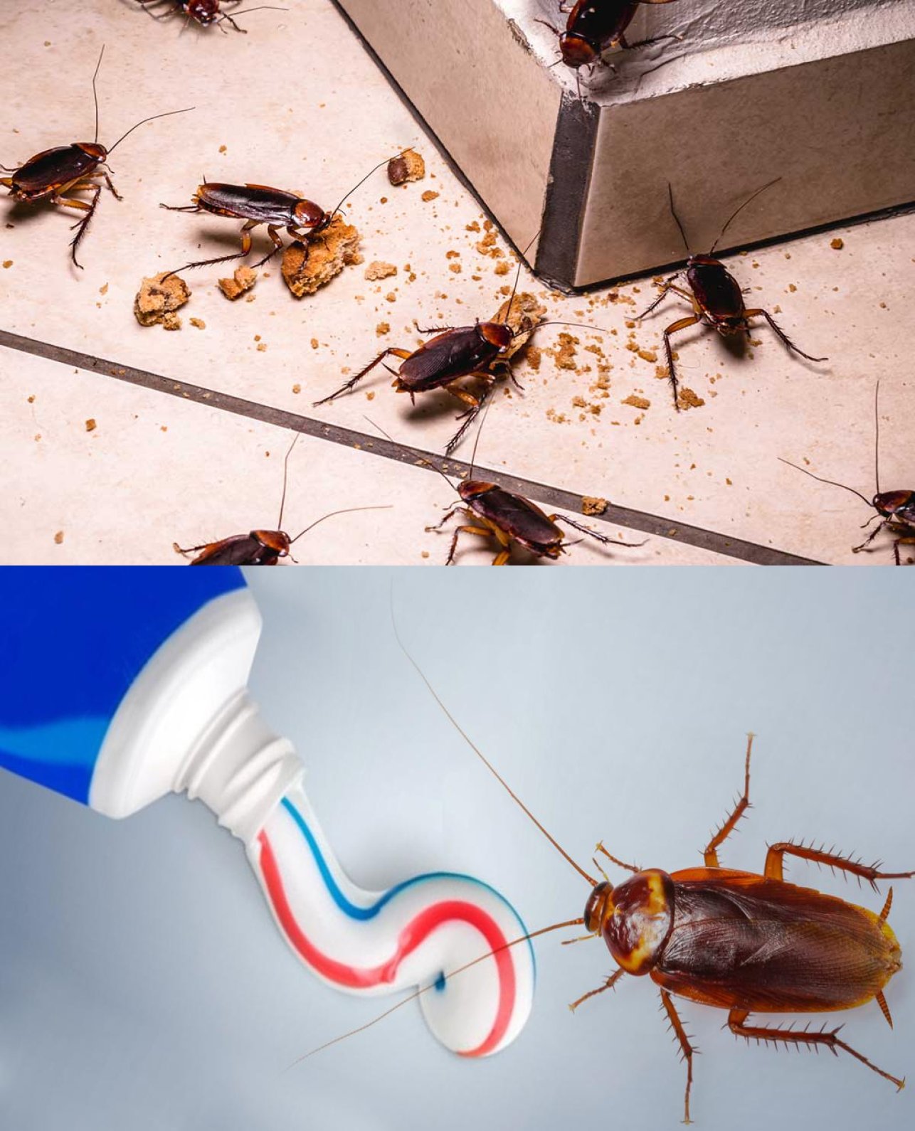 Planting - How to Use Toothpaste to Eliminate Cockroaches 👇👇 Despite ...