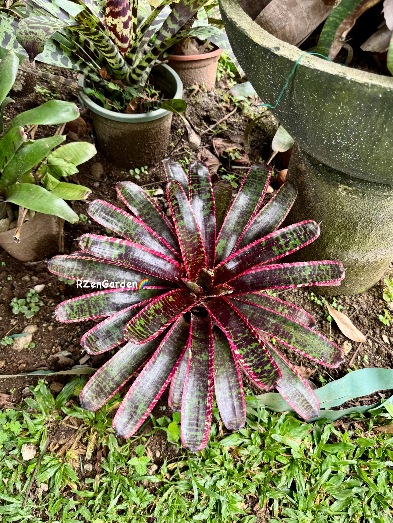 Identifying Neoregelia Lucifer bromeliad