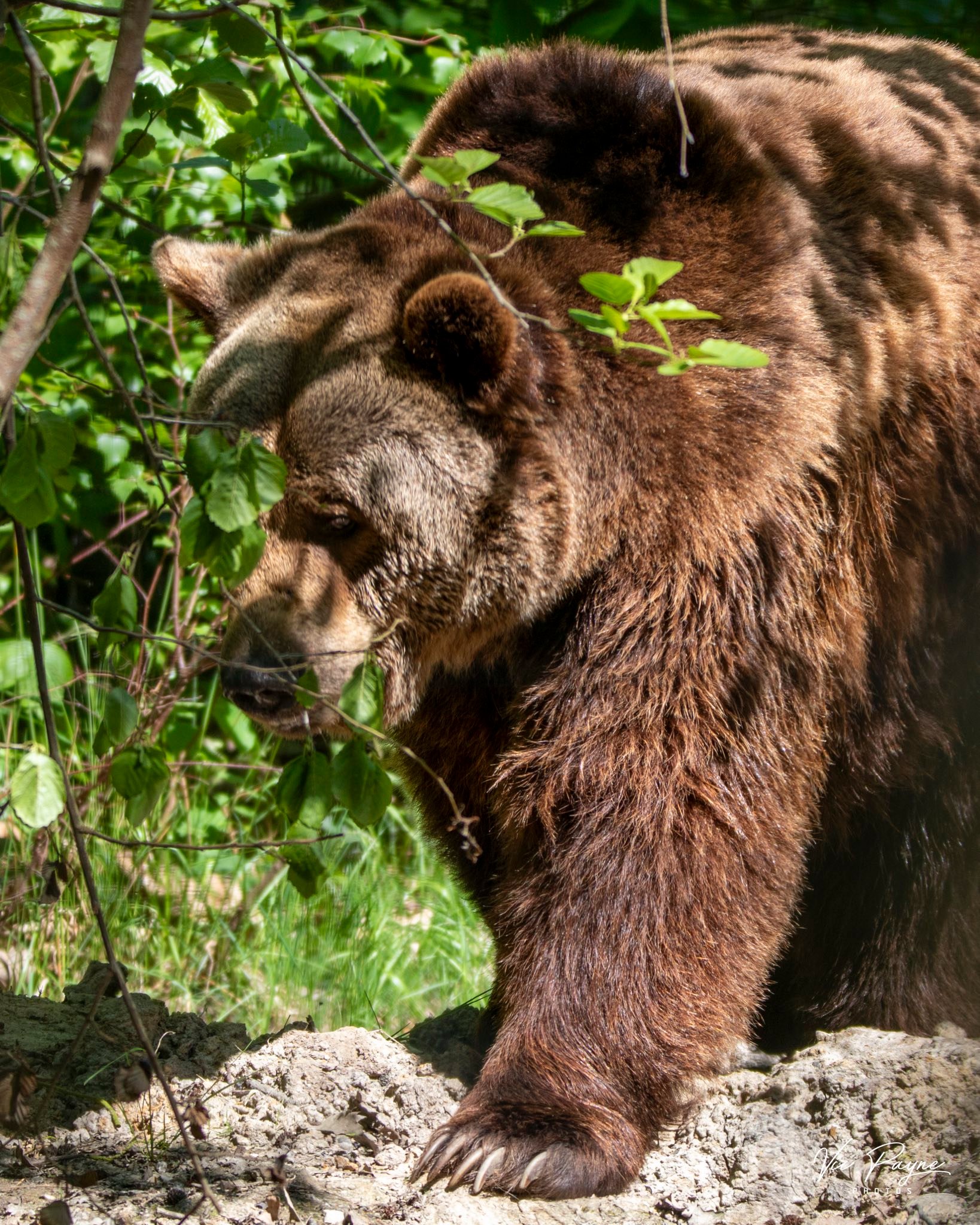 European brown bears Boki, Fluff, and Scruff at Wildwood Kent