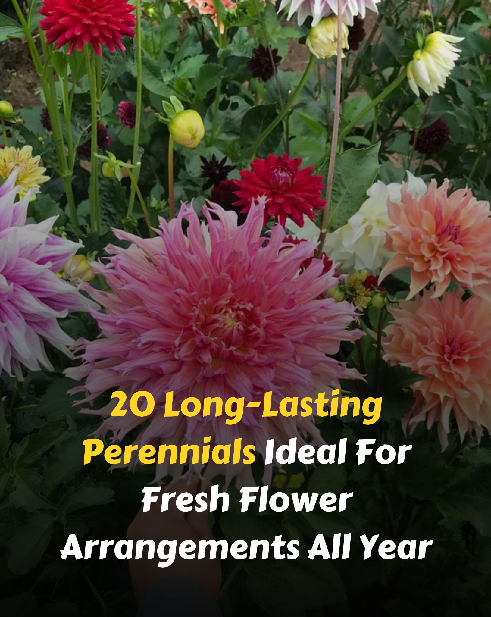 Gardening - 20 Long-Lasting Perennials Ideal For Fresh Flower