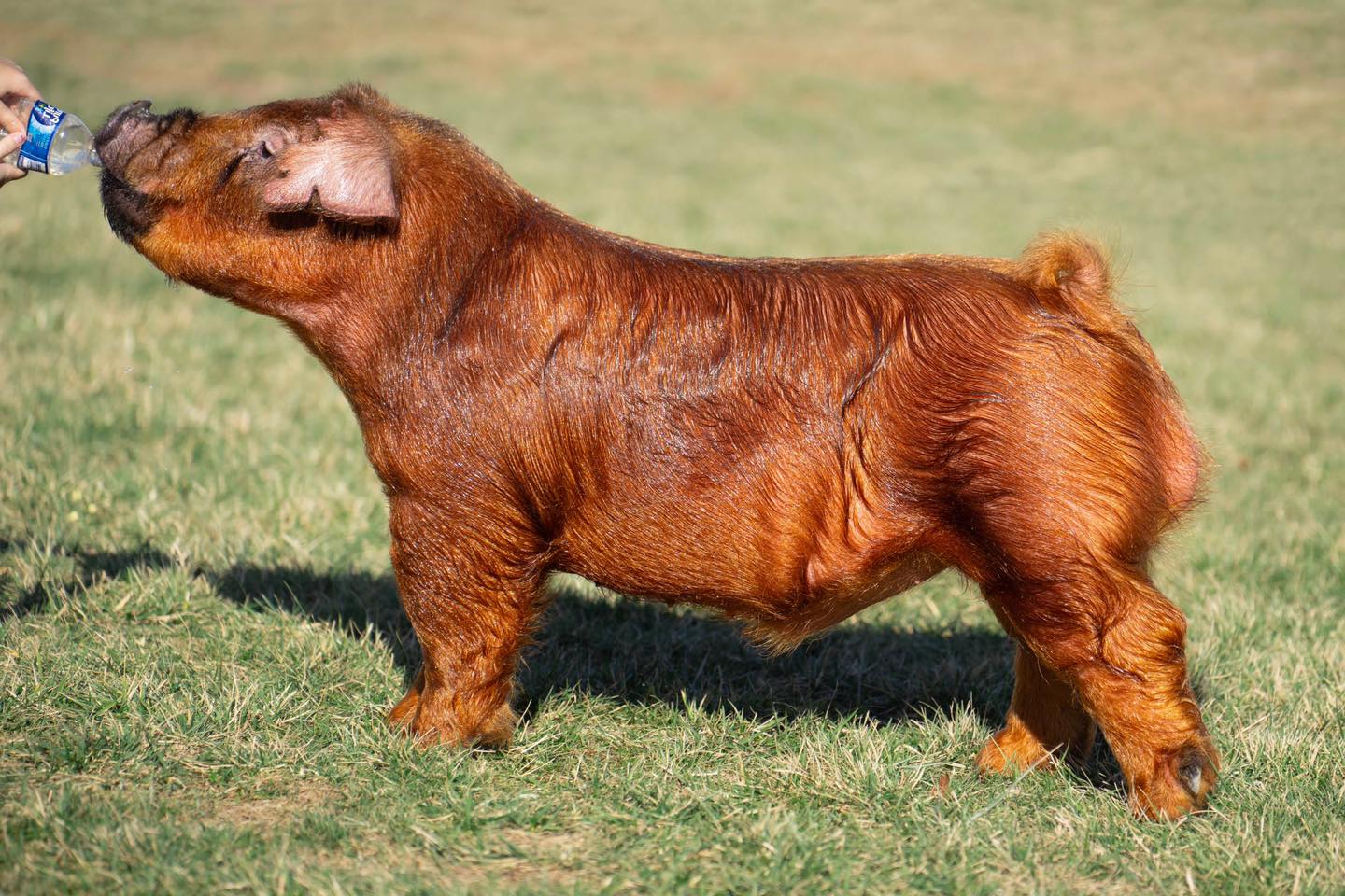 NEW SPRING 2026 SIRE!!! One... - Crossroads Genetics Inc | Facebook