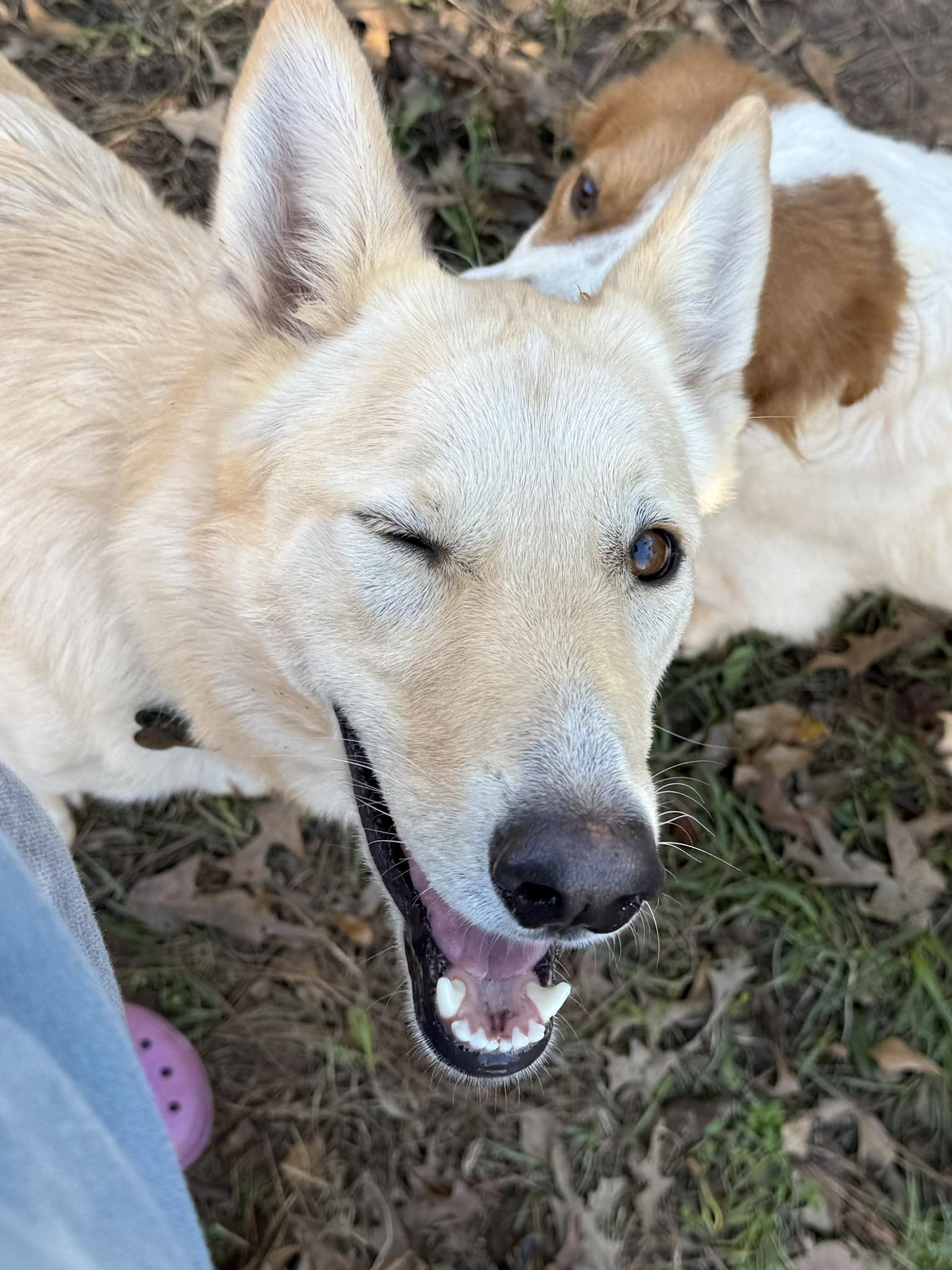 Sweet - Considering adopting from us? Here are some things you should ...