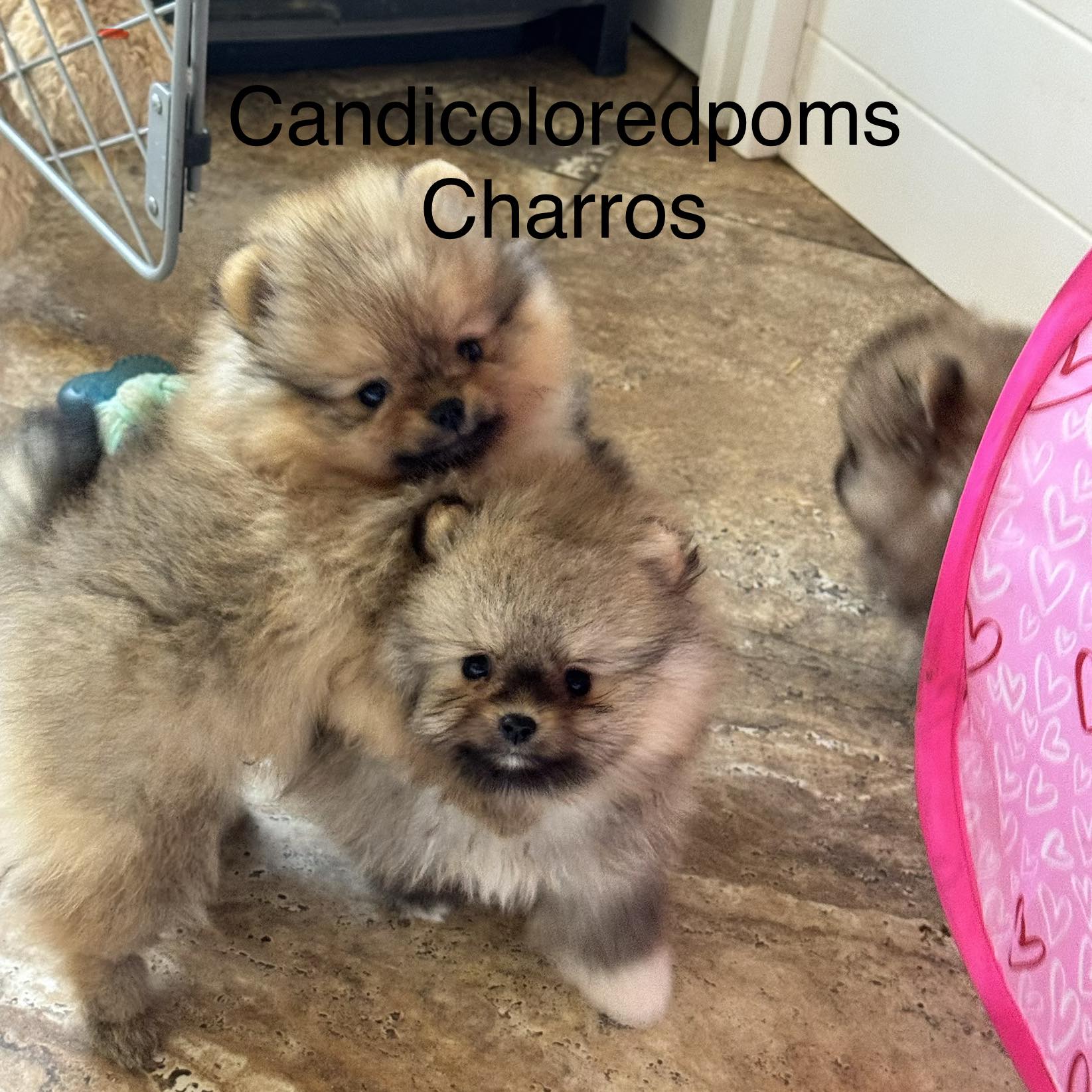 Who remembers meatball, now renamed... - Candi colored poms | Facebook