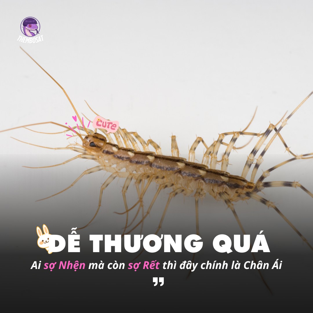 Thèm - Nếu bạn vừa sợ Rết, lại vừa sợ Nhện, thì đừng vội tuyệt vọng ...