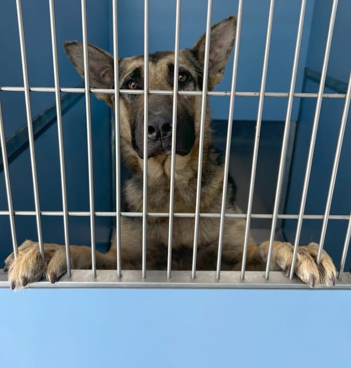 Newport News Animal Shelter