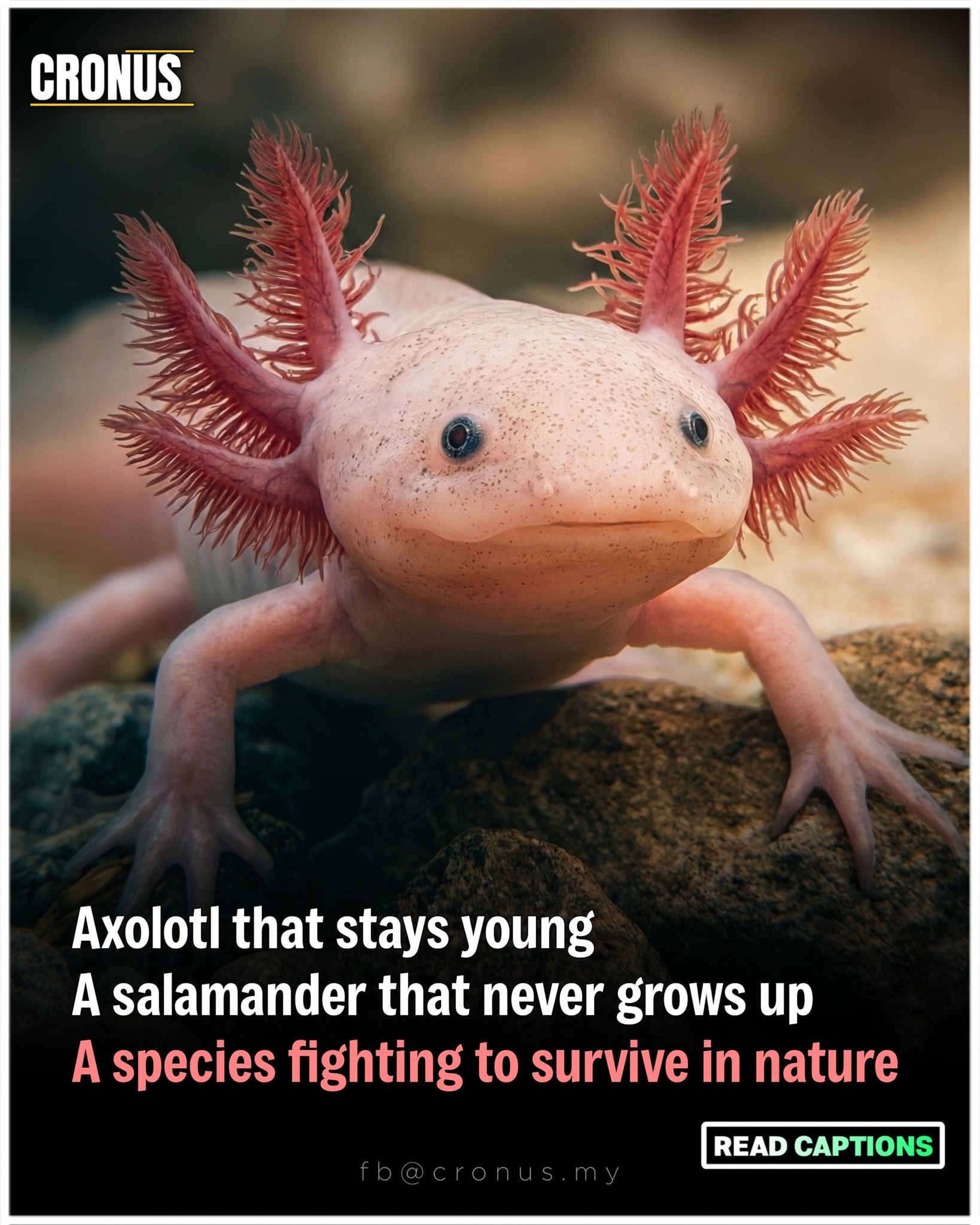 Cronus - Most salamanders grow up and leave the water. Axolotls never ...