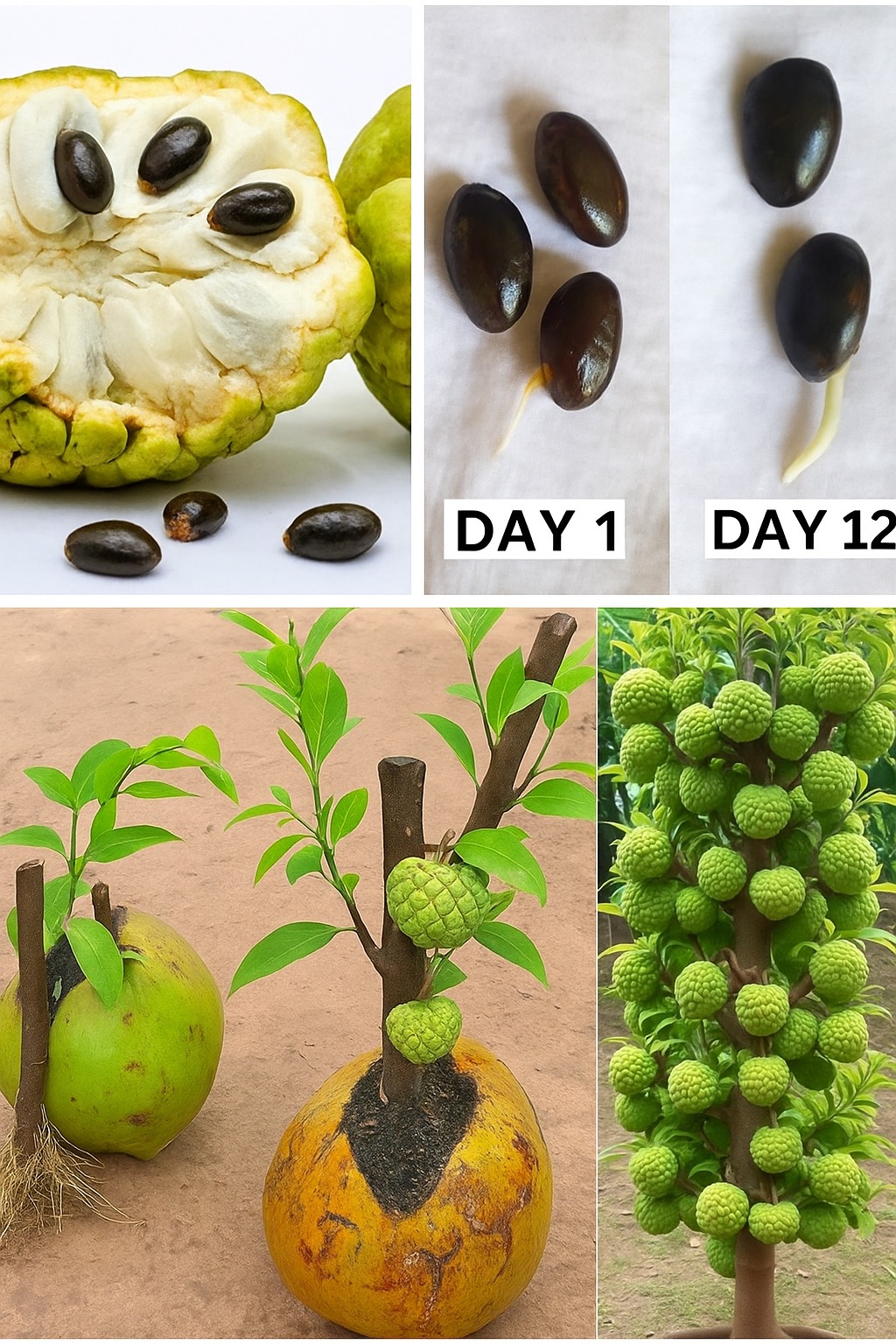 Green - 🌱 How to Grow a Sweetsop Tree from Seed at Home The sweetsop ...