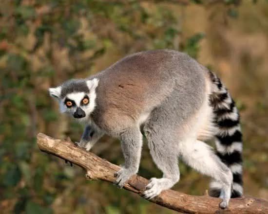 Animals from all over the world | The greater bamboo lemur (Prolemur ...