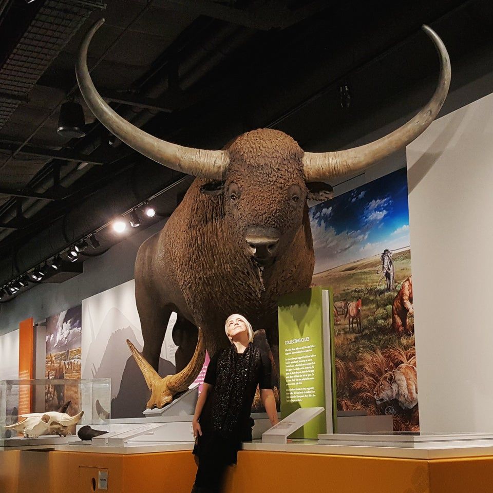 Taxidermy - This taxidermy project features an impressive, life-sized ...