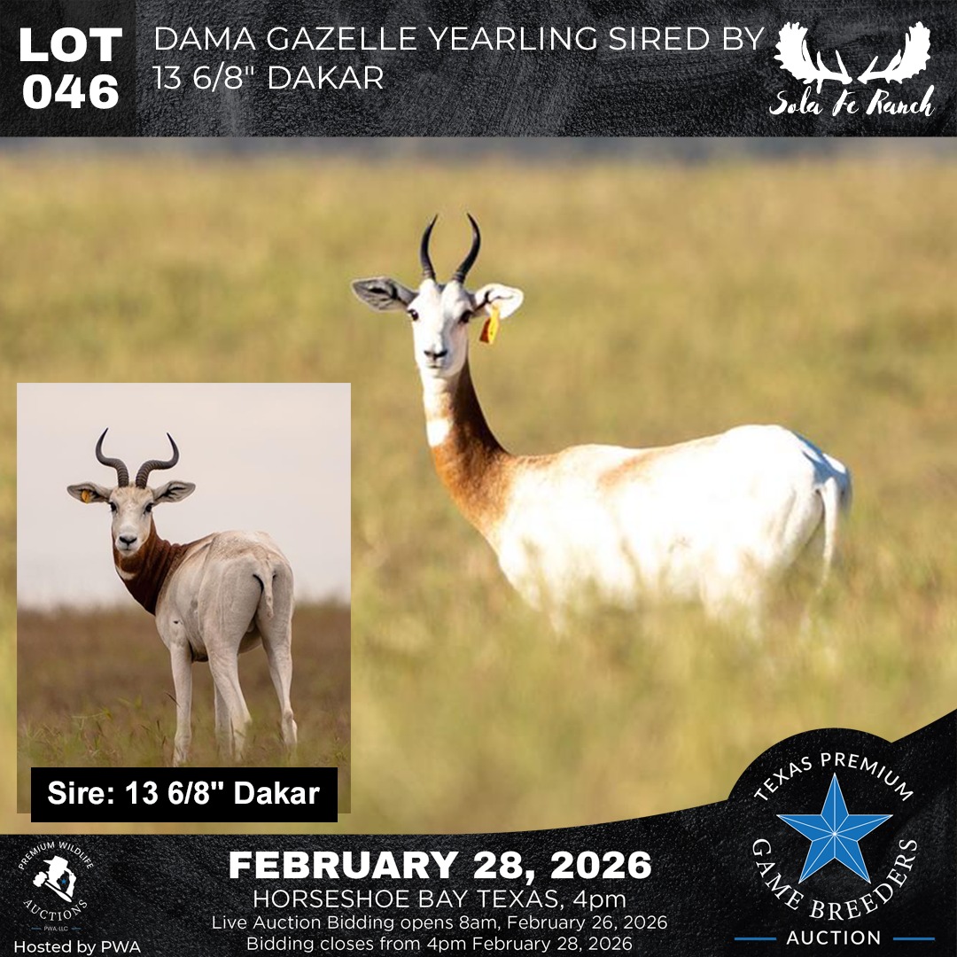 Premium Wildlife Auctions | Texas City TX