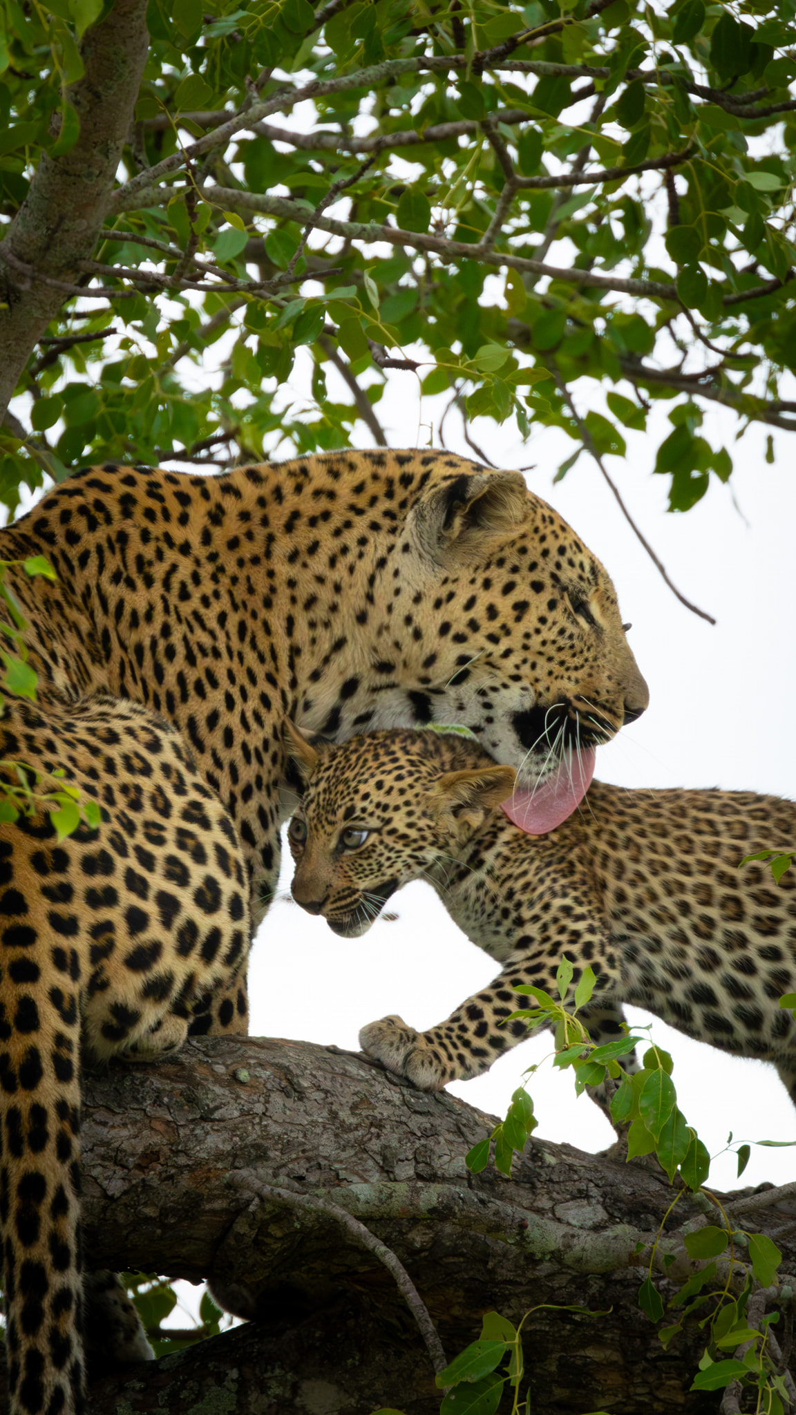 Wildlife Photographers | Just to be present at a Leopard sighting is a ...