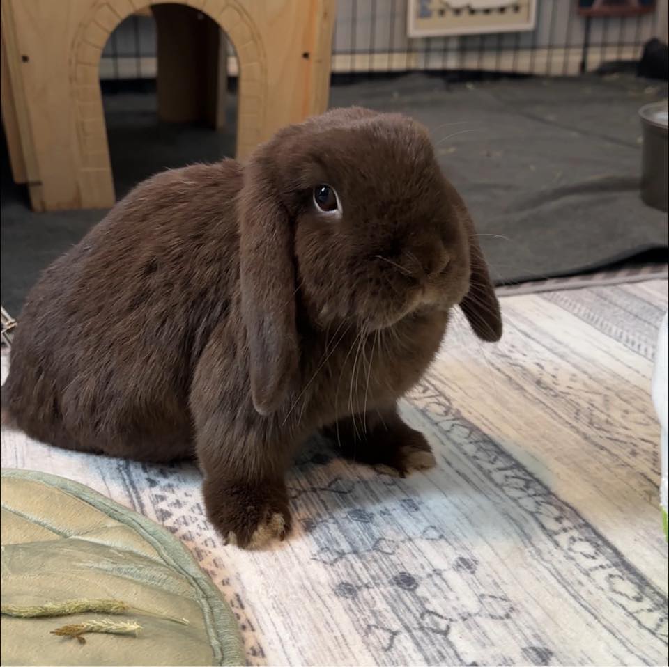 Me and the buns look forward to our Bun Box Society 🐰 Subscription Box ...