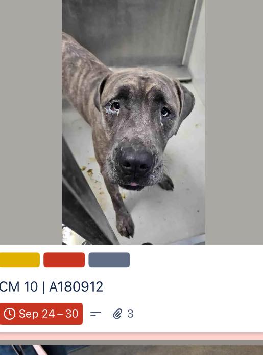 10 rescue pull only dogs with 2 past deadline and rest with