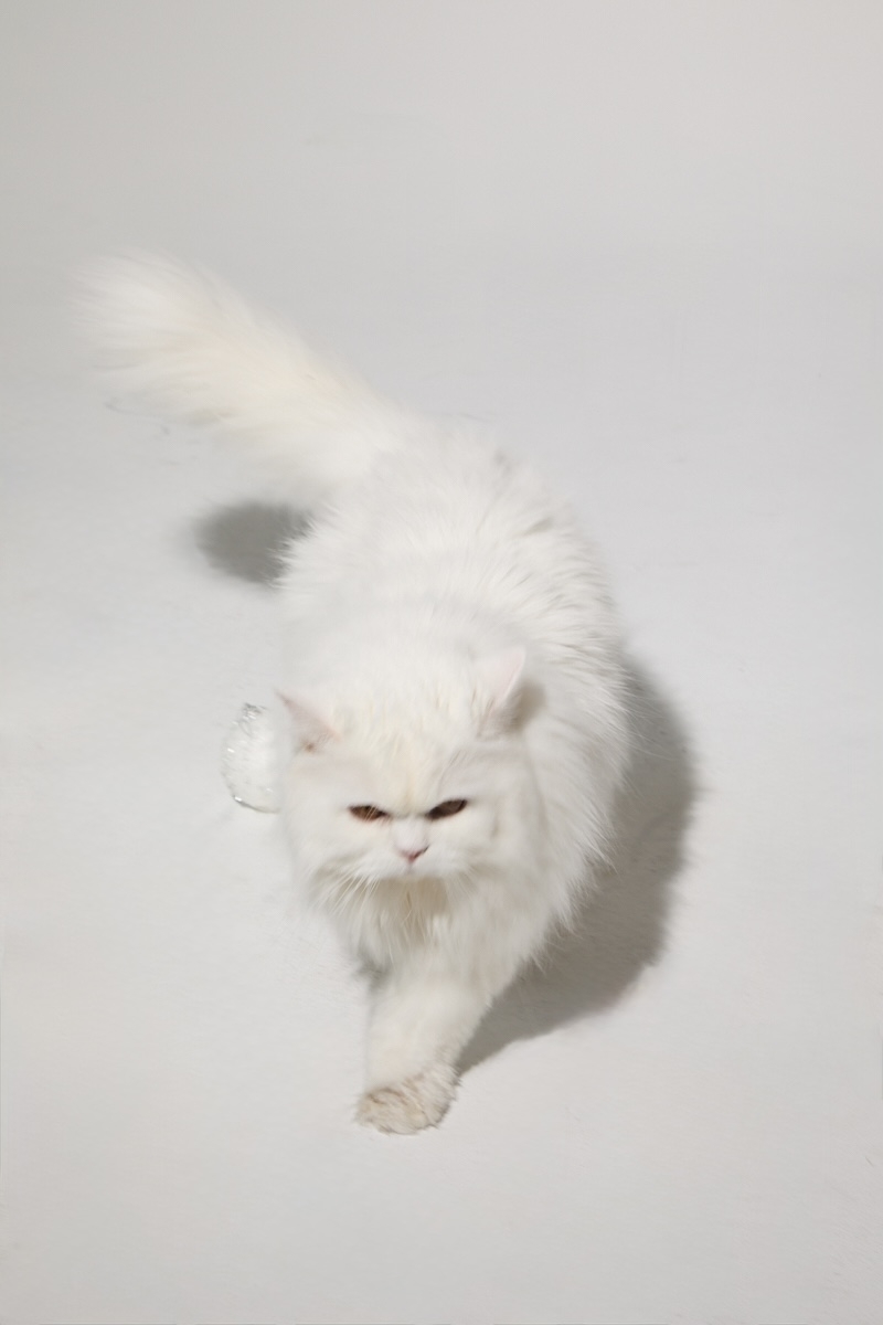 The morning routine of two high-maintenance fluffy cats living in NYC ...
