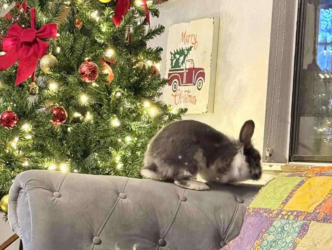 Nine Bun Bun Rabbit Rescue | Weiser ID