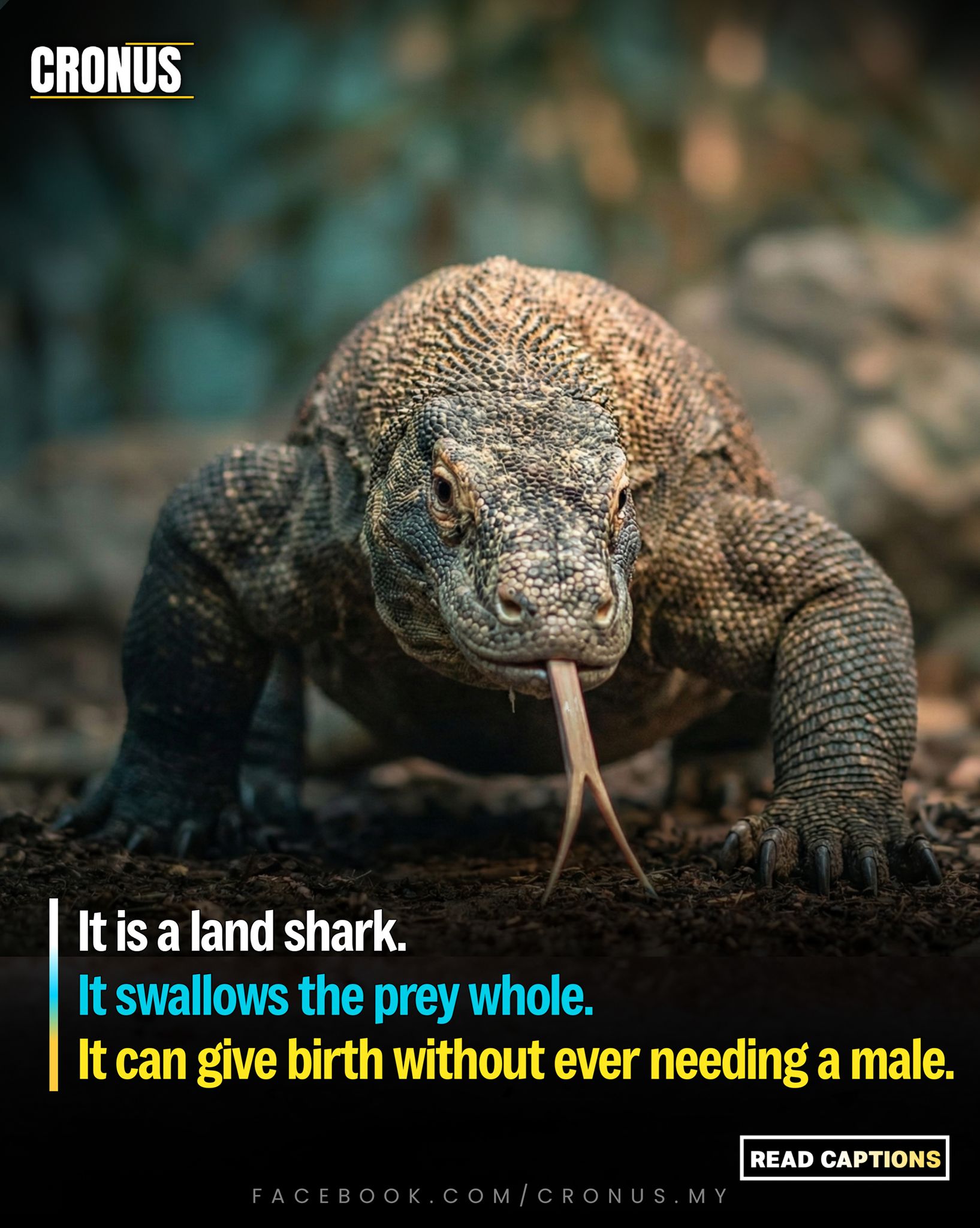 Cronus - This is the only lizard on earth that looks at a human and ...