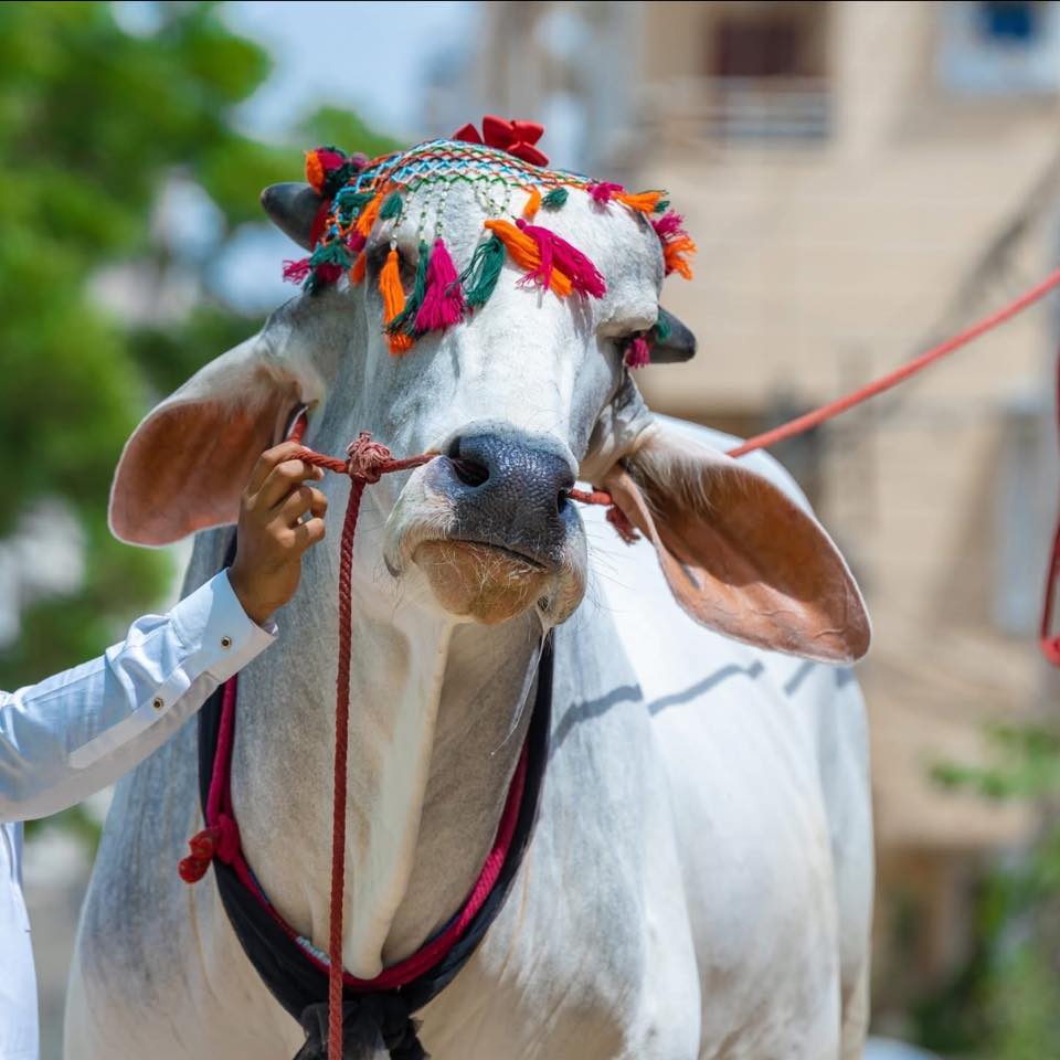 Big Angry Bull Run During Qurbani 😱😱😱😱😱😱😱😱😱😱😱😱 | By Bakra Eid With ...