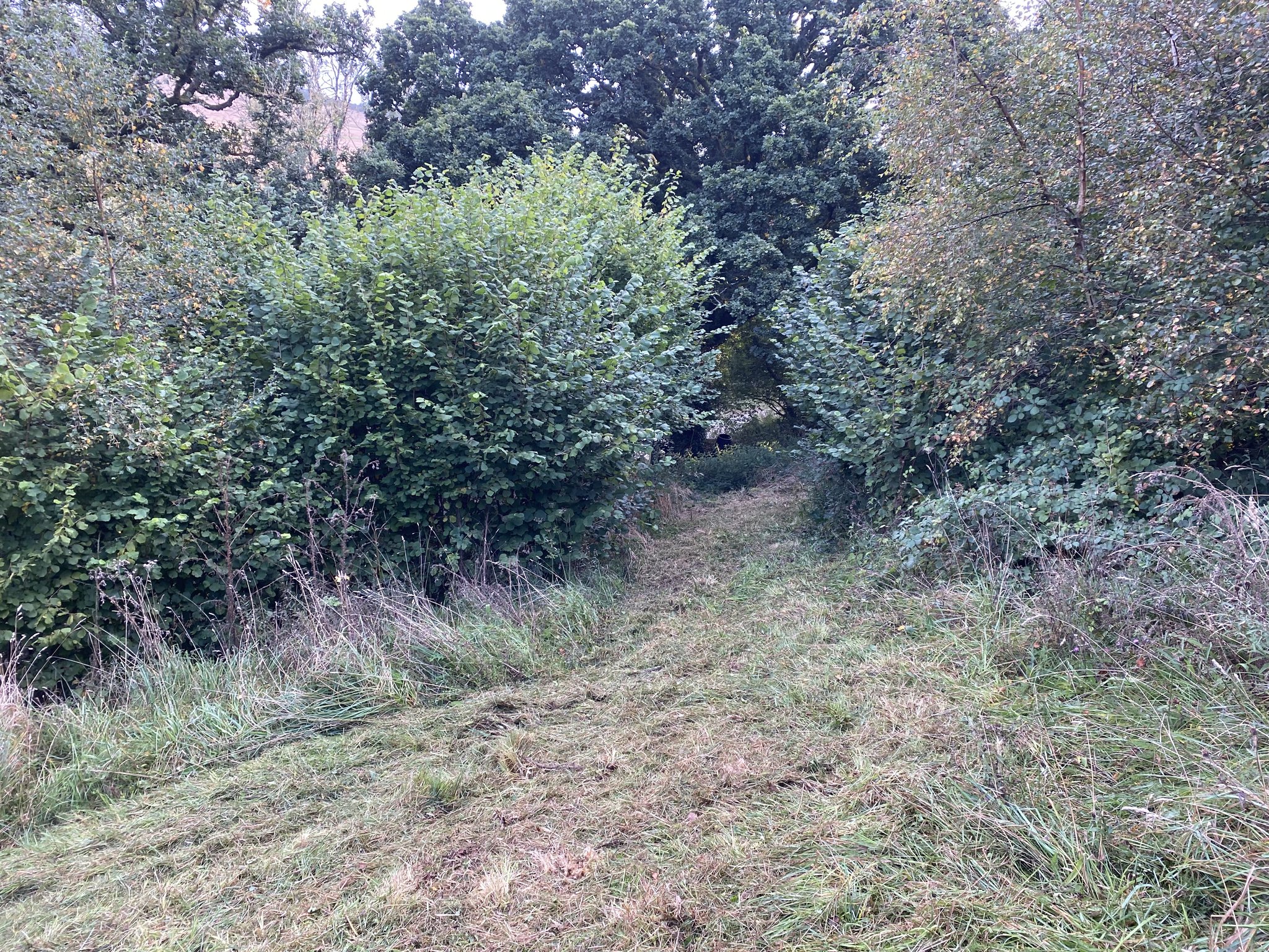 All Terrain Flail & Vegetation Management