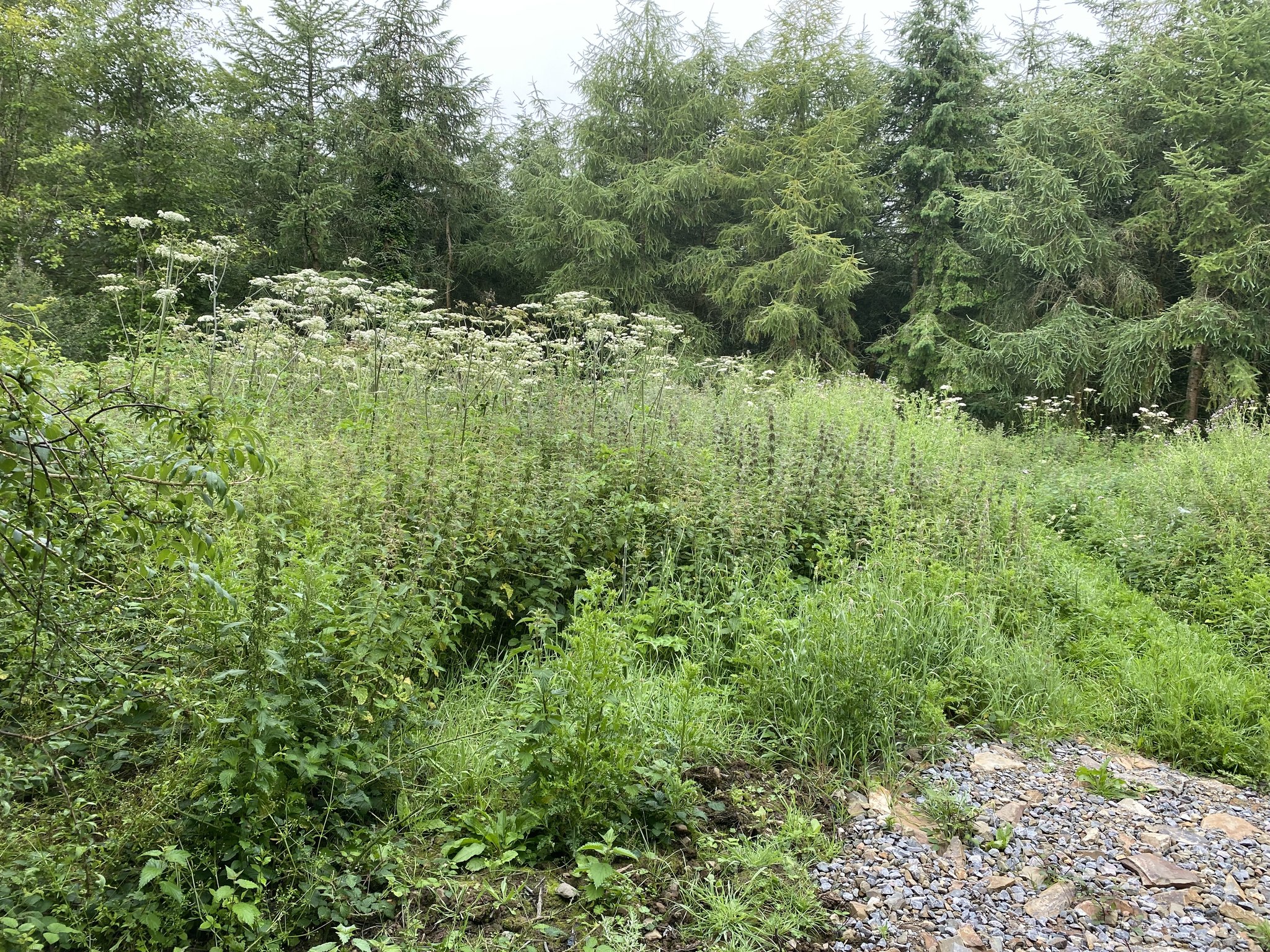 All Terrain Flail & Vegetation Management