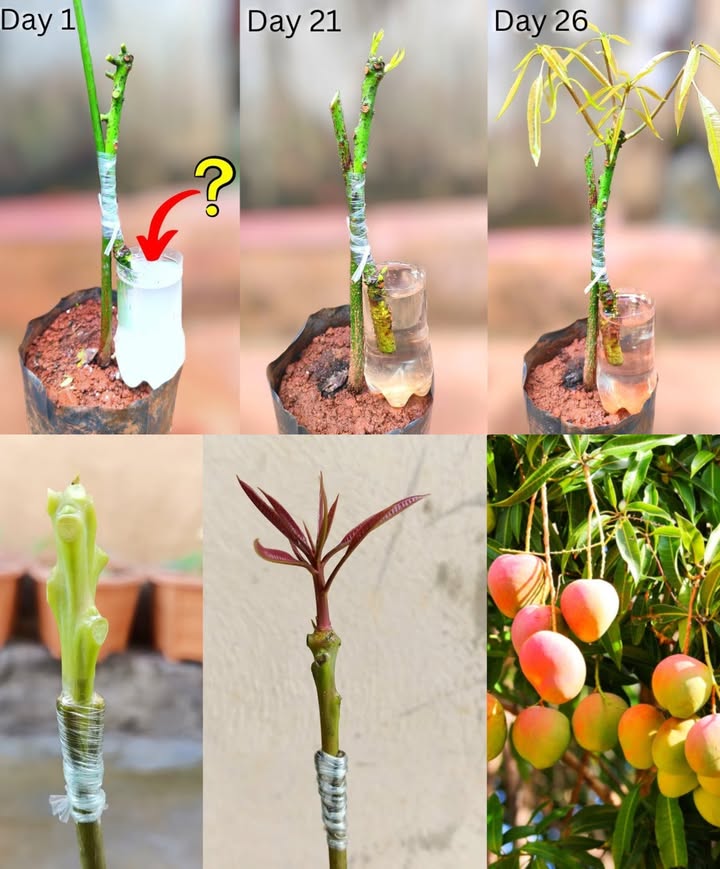 Historical - Easy and Simple Way of Grafting Mango Grafting is a great ...