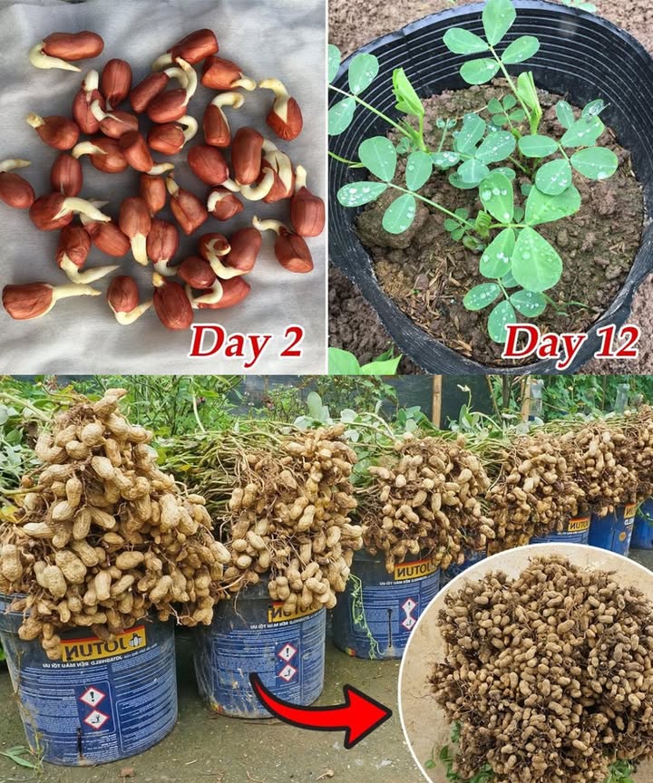 Historical - Growing Peanuts in Containers: A Step-by-Step Guide! 1 ...