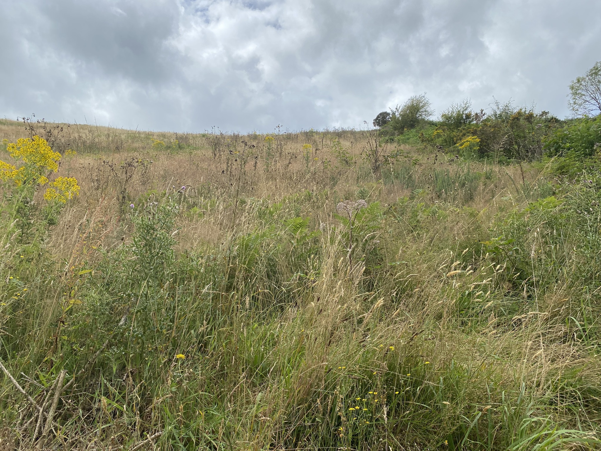 All Terrain Flail & Vegetation Management