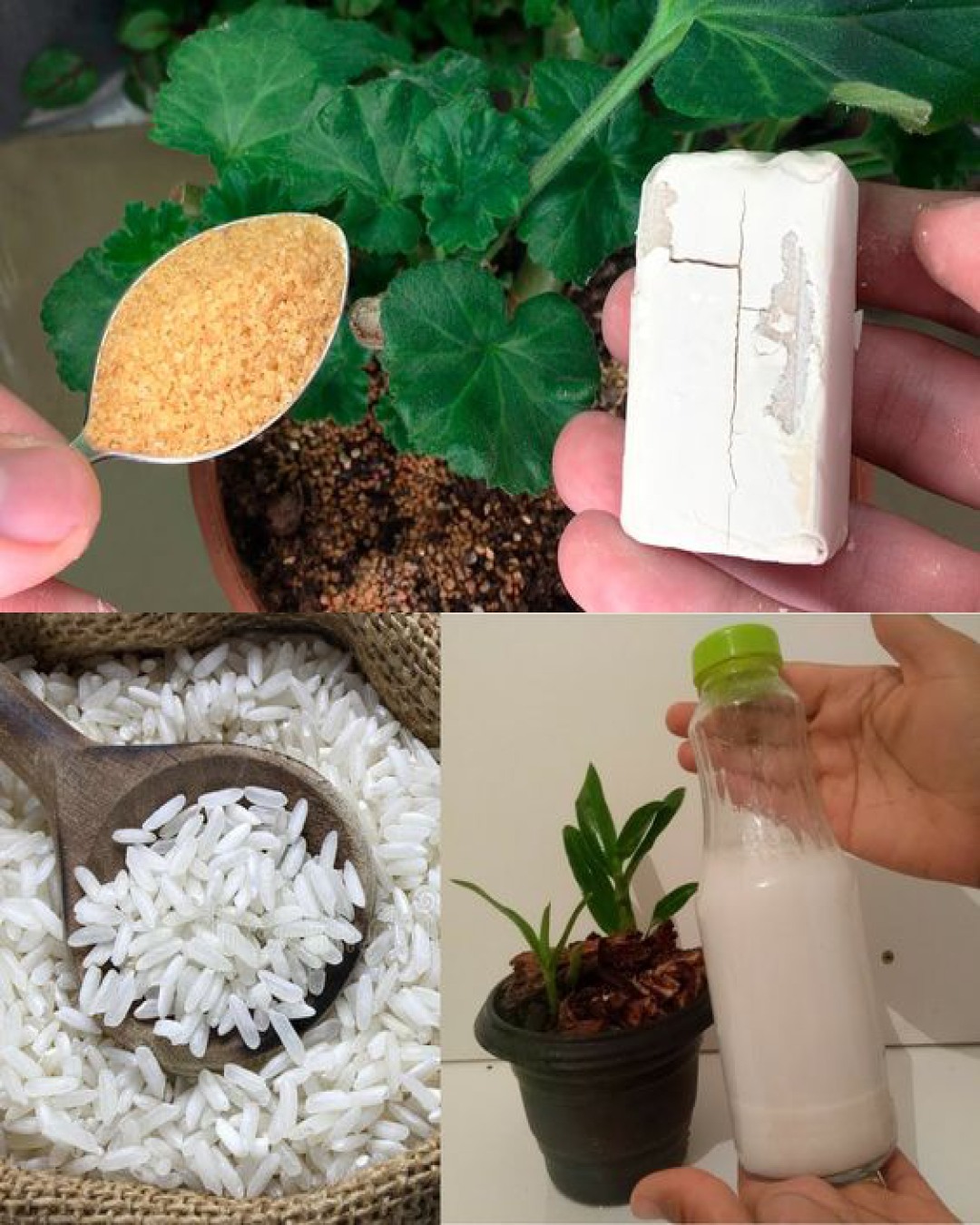 HomeGarden - 