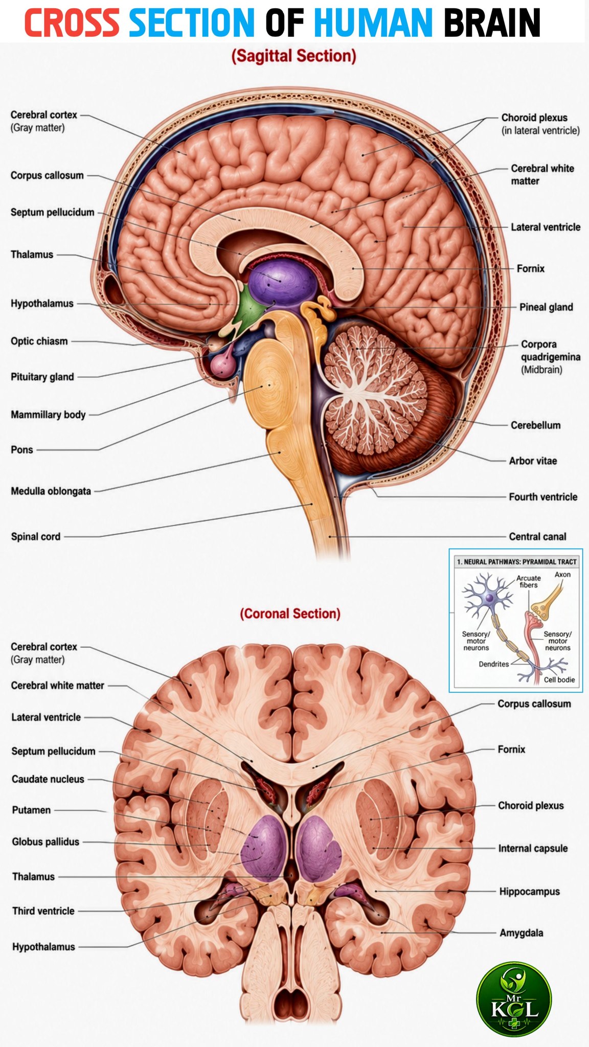 Atlas Human 洋書　匿名配送 of Connections Brain