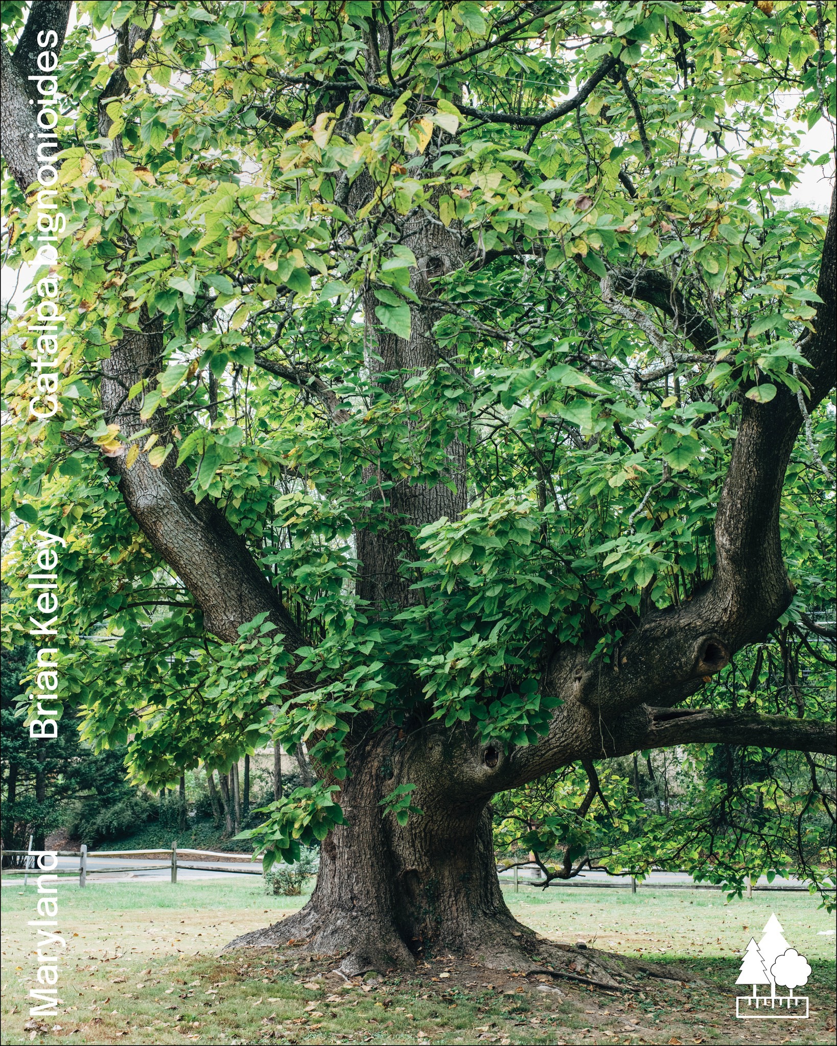 National Champion Tree Program