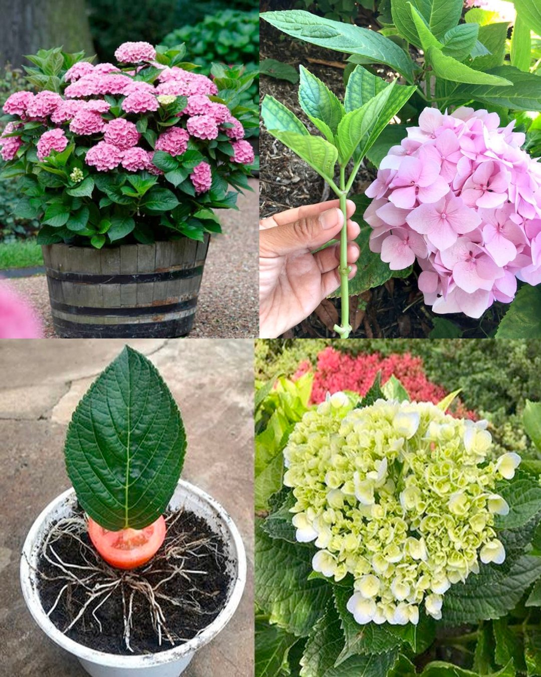 HomeGarden - Grow Beautiful Hydrangeas from Cuttings – Simple, Fun, and ...