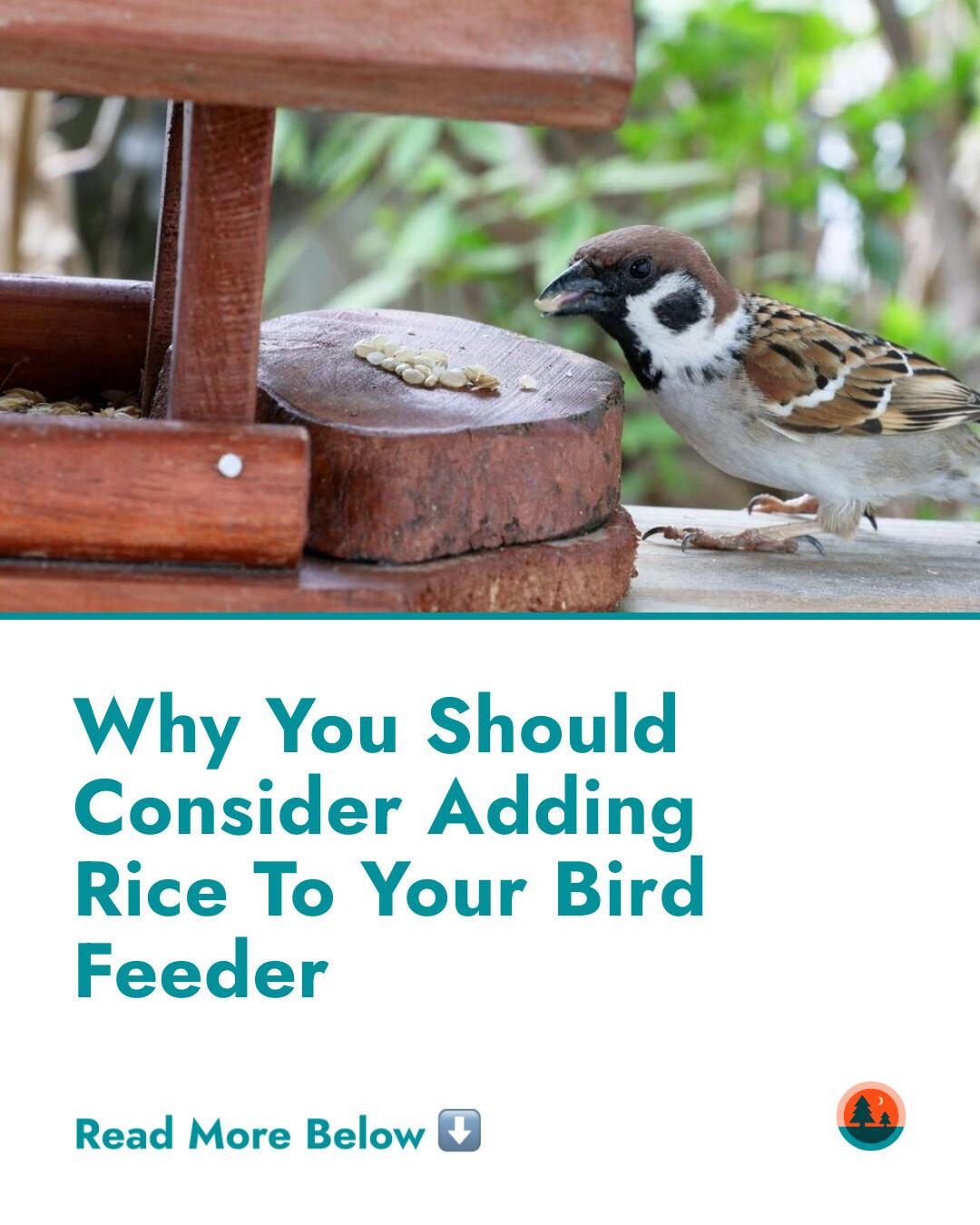 Outdoor - Adding rice to your bird feeder gives your critters a great ...