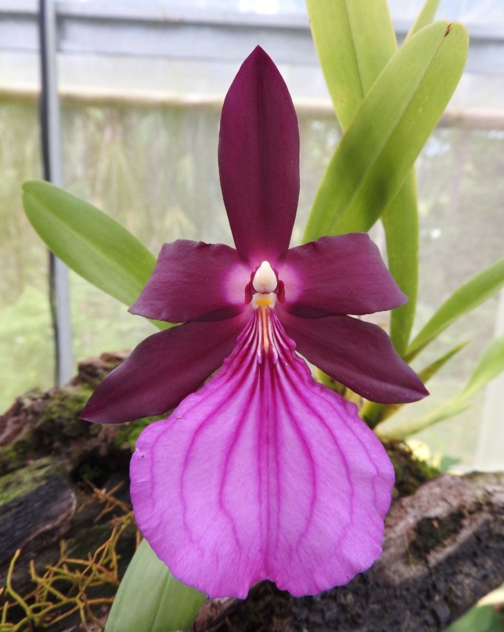 Identify miltonia spectabilis var. moreliana companion plant