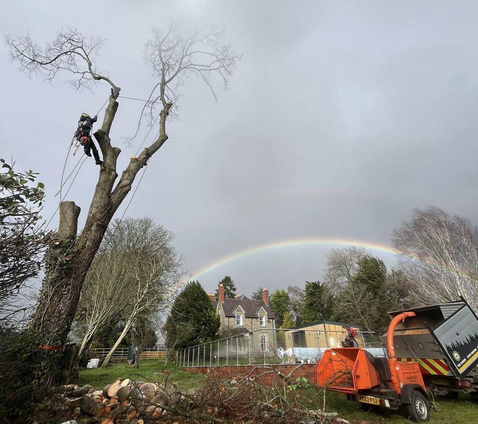 Lewis Ryan tree services