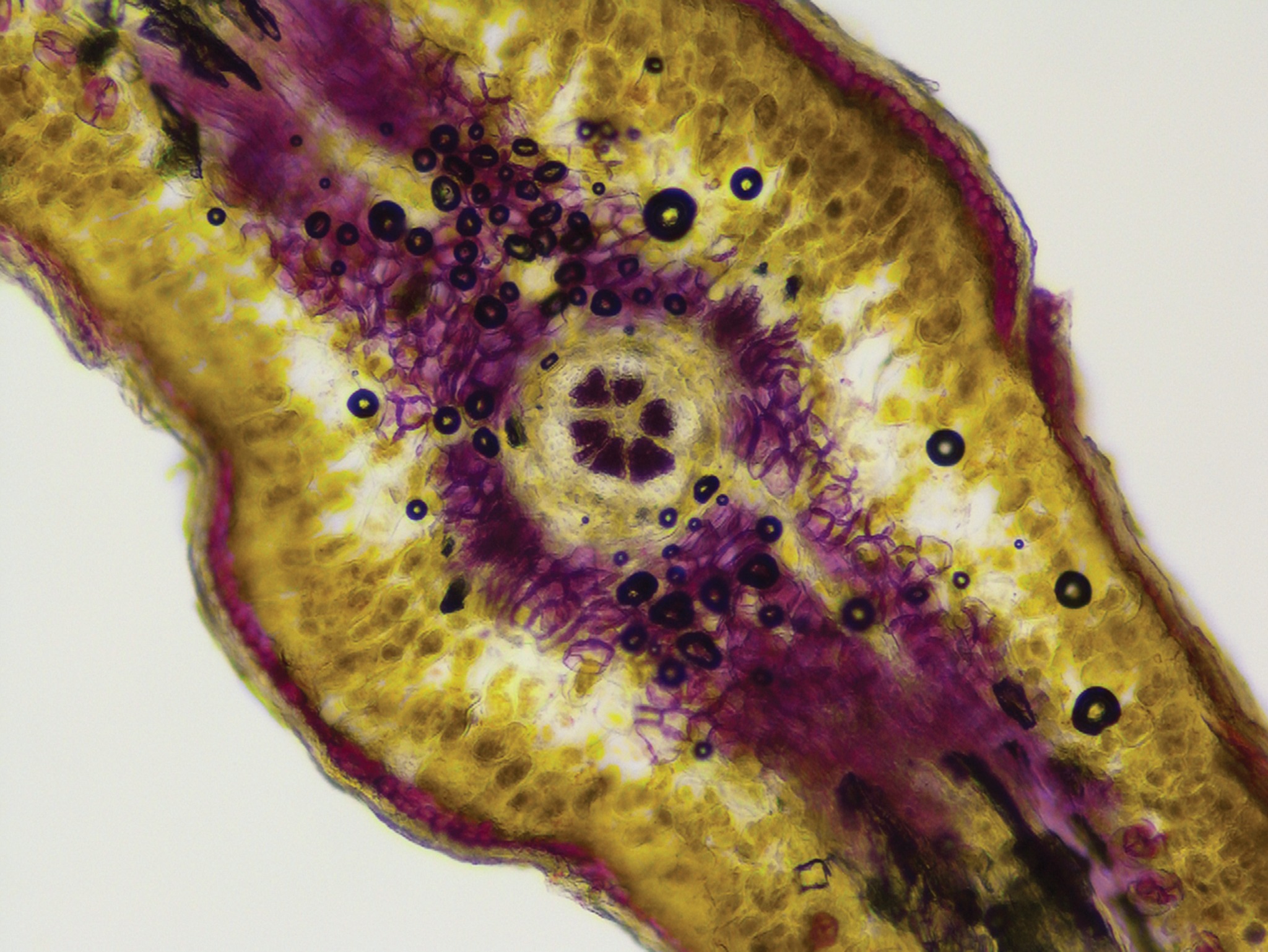University - In cross section, the scaly leaves of the Northern white ...