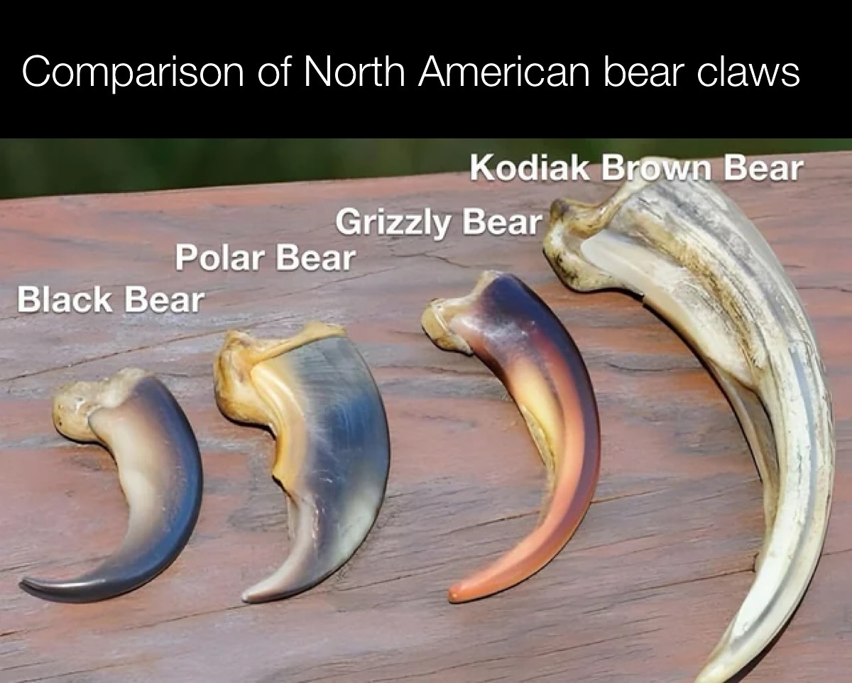 Peculiar - Comparison of North American bear claws | Facebook